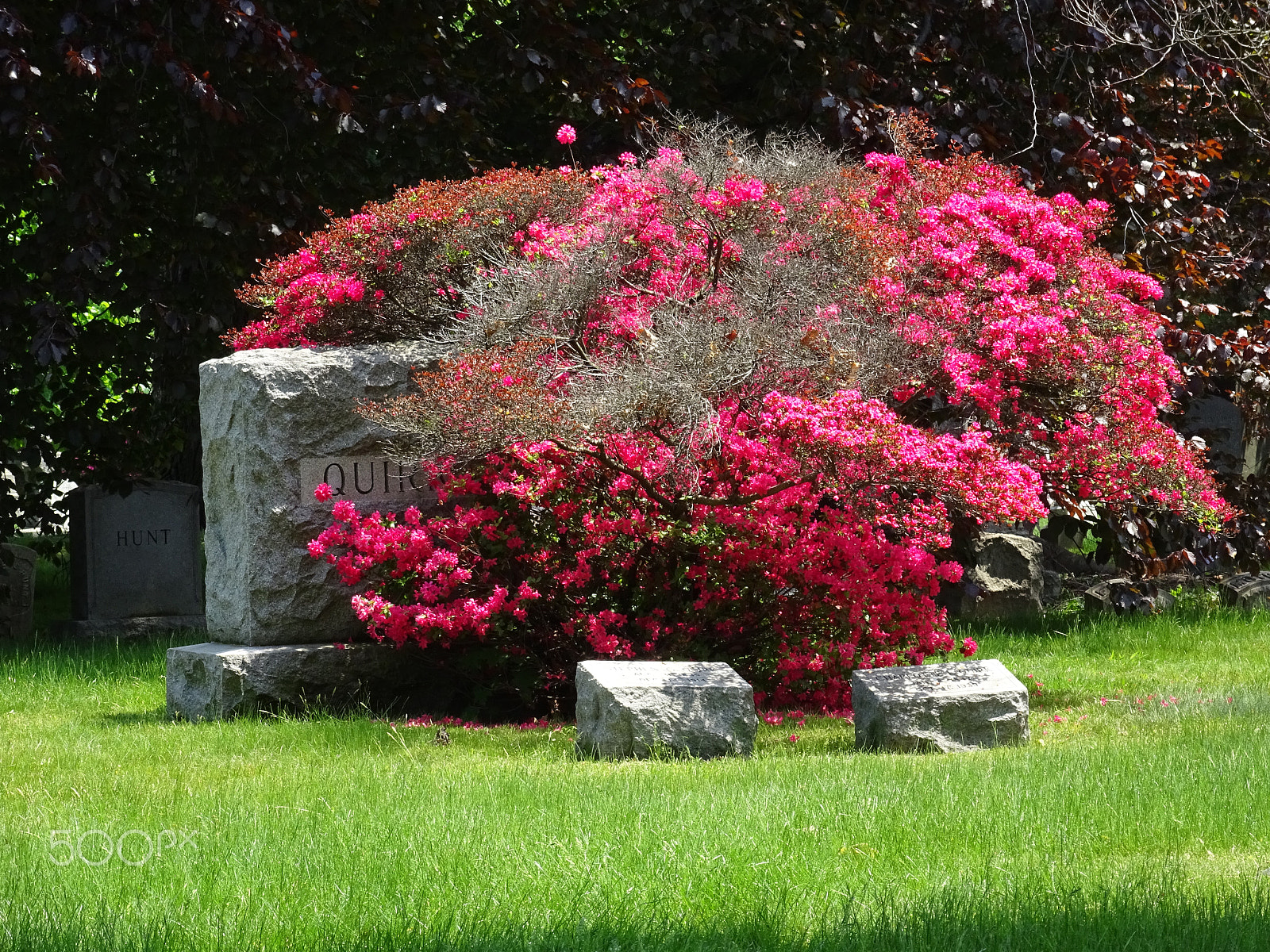 Sony 25-500mm F3.5-6.5 sample photo. Cemetery flower photography