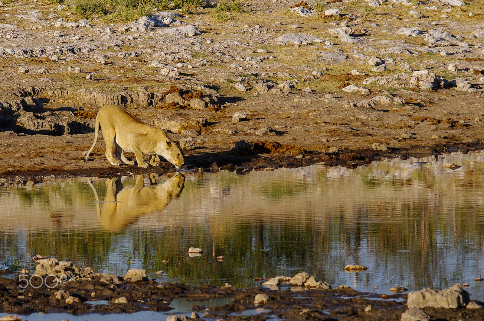 Pentax K-7 sample photo. The hunter photography