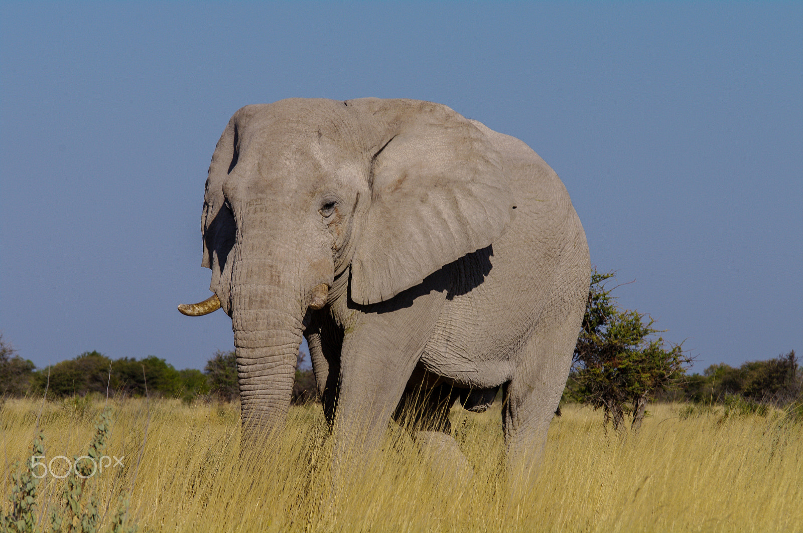 Pentax K-7 sample photo. Lonely elephant bull photography