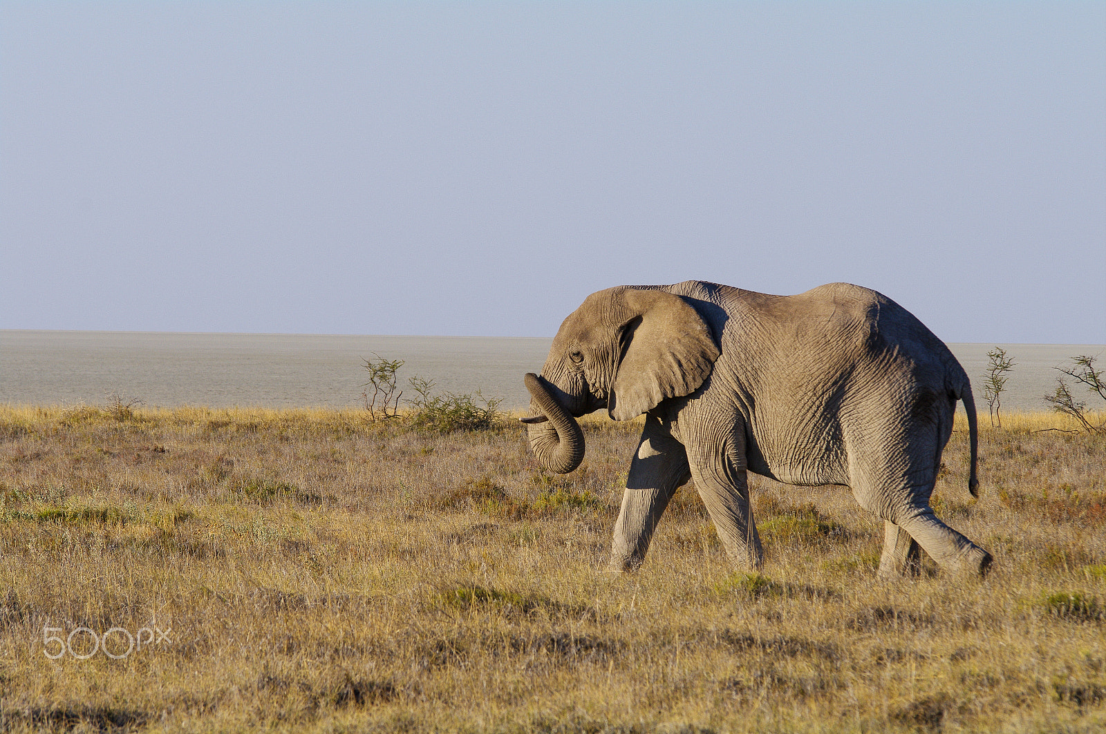 Pentax K-7 + Tamron SP AF 70-200mm F2.8 Di LD (IF) MACRO sample photo. African elephant photography