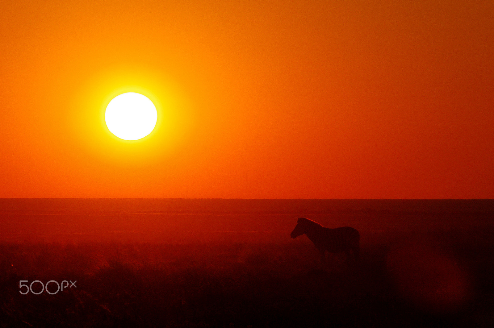 Pentax K-7 sample photo. Zebra sunset photography