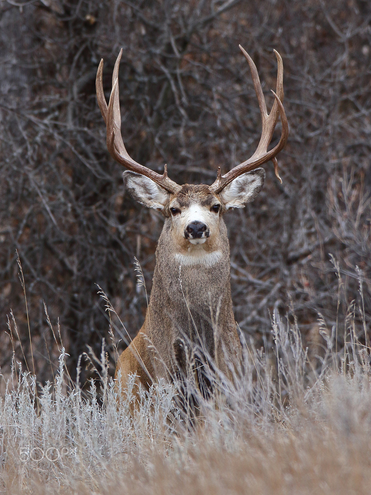 Canon EF 600mm f/4L IS sample photo. Mule deer buck photography