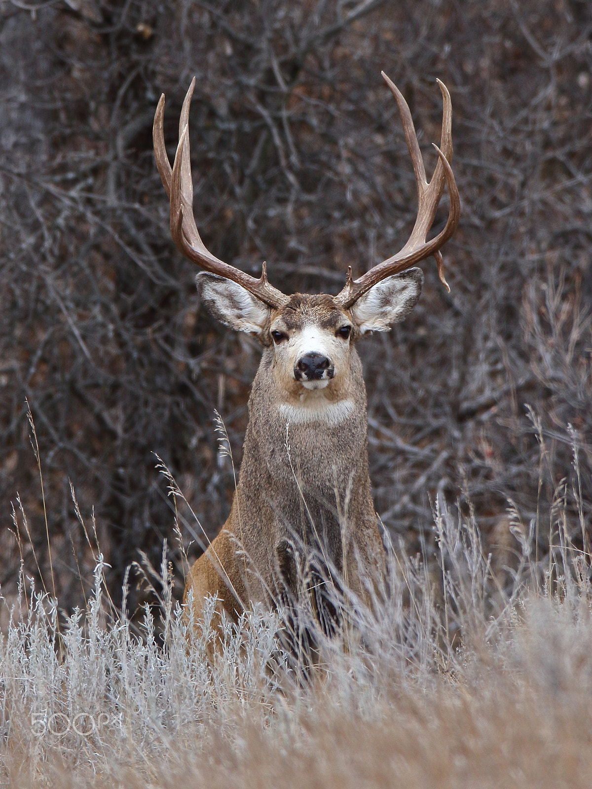 Canon EOS 7D + Canon EF 600mm f/4L IS sample photo. Mule deer buck photography