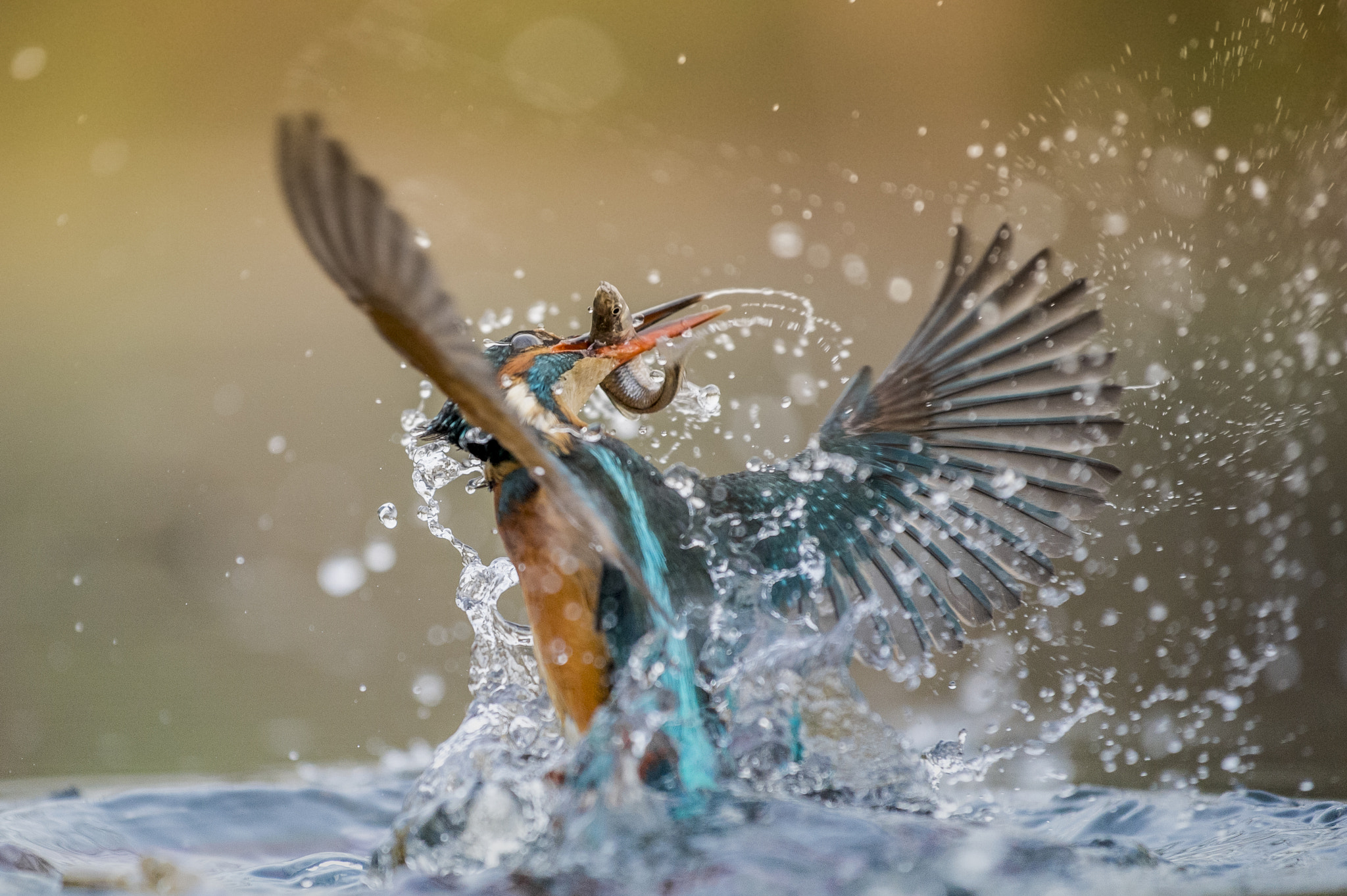 Nikon AF-S Nikkor 70-200mm F4G ED VR sample photo. Kingfisher action photography