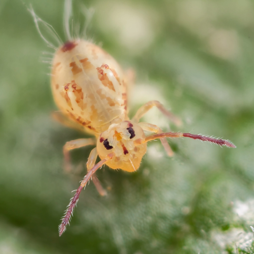 Dicyrtomina ornata  by Mark Horton on 500px.com