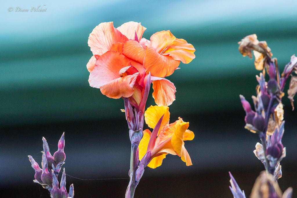 Canon EF 300mm F2.8L IS II USM sample photo. Costa rica flowers photography