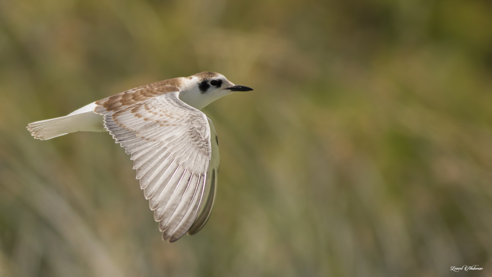 Canon EOS 650D (EOS Rebel T4i / EOS Kiss X6i) + Canon EF 400mm F5.6L USM sample photo. Flying seagull photography