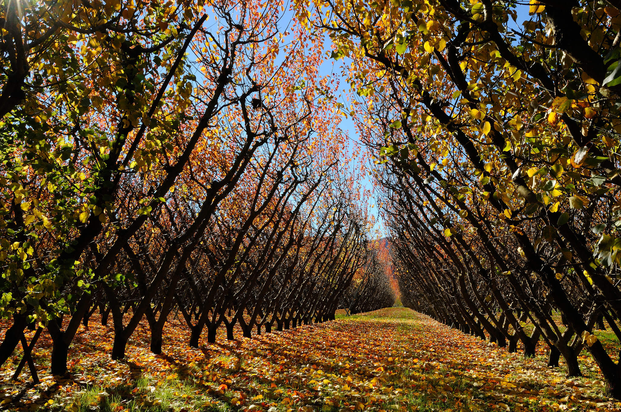Nikon D300 + Sigma 18-35mm F1.8 DC HSM Art sample photo. __apple trees__ photography