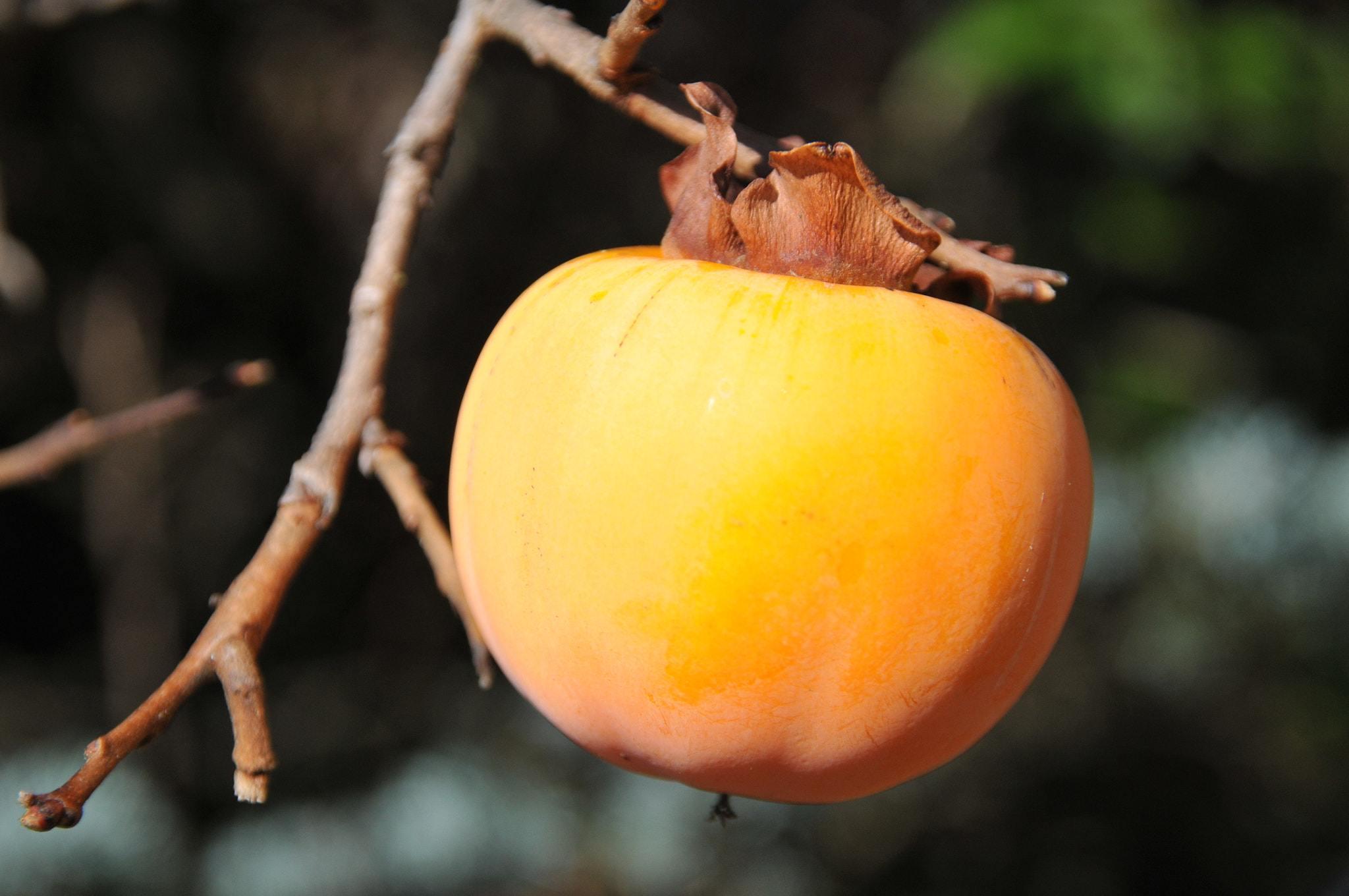 Sigma 18-200mm F3.5-6.3 DC OS HSM sample photo. The orange fruit. photography