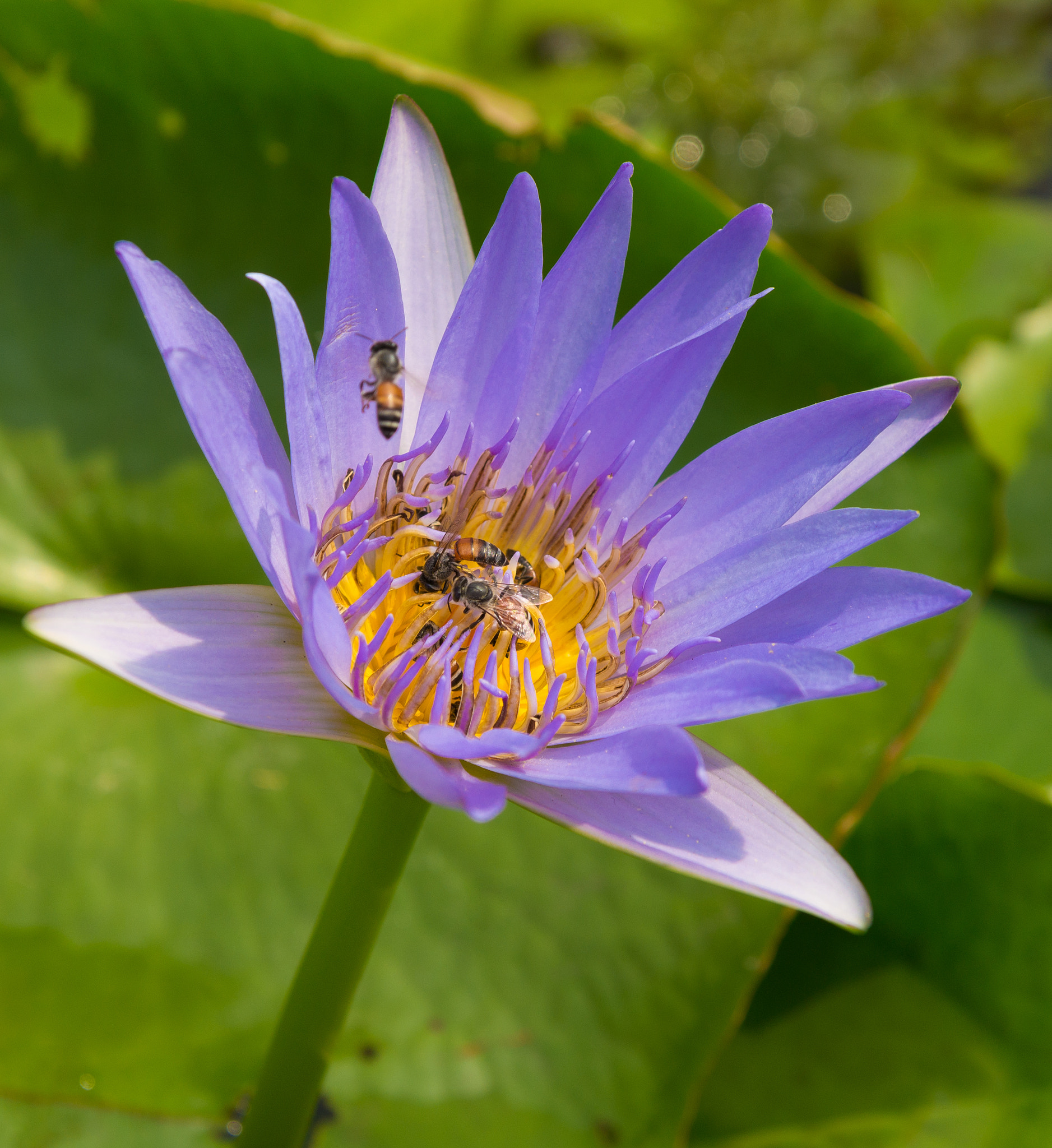 Sony SLT-A55 (SLT-A55V) sample photo. Lotus photography