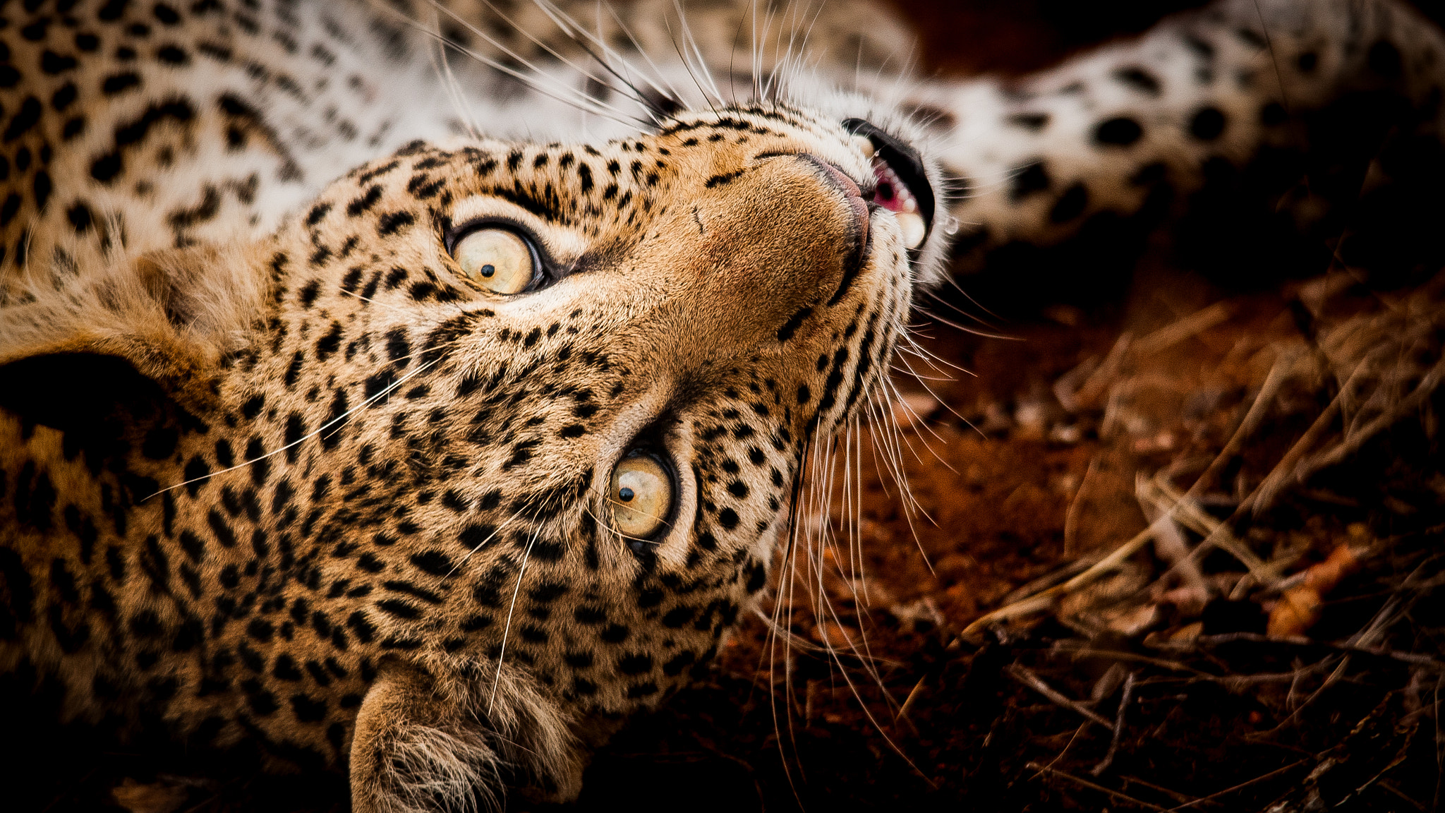 Sigma 150-500mm F5-6.3 DG OS HSM sample photo. Female leopard photography