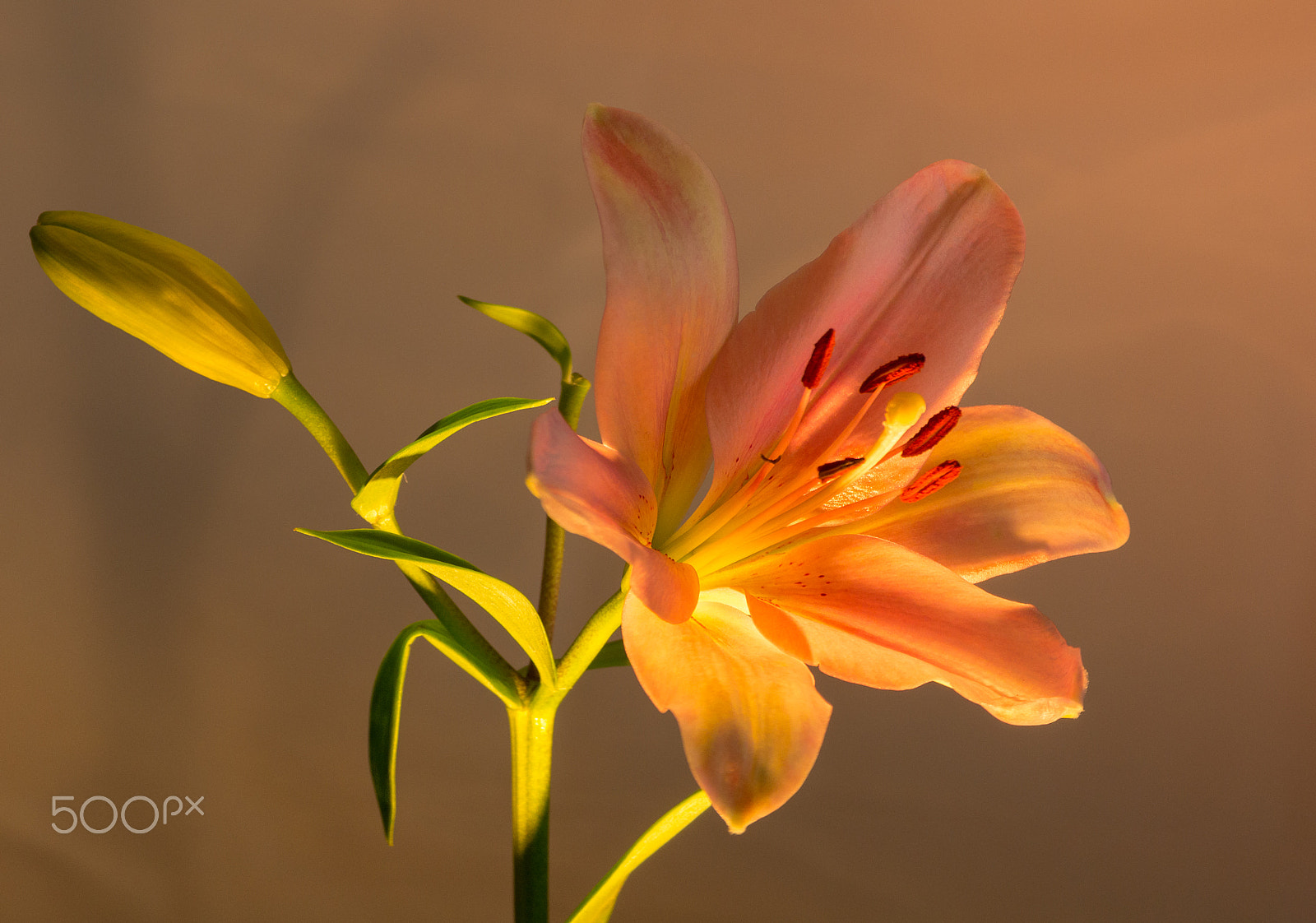 Pentax smc DA* 300mm F4.0 ED (IF) SDM sample photo. Lilly photography