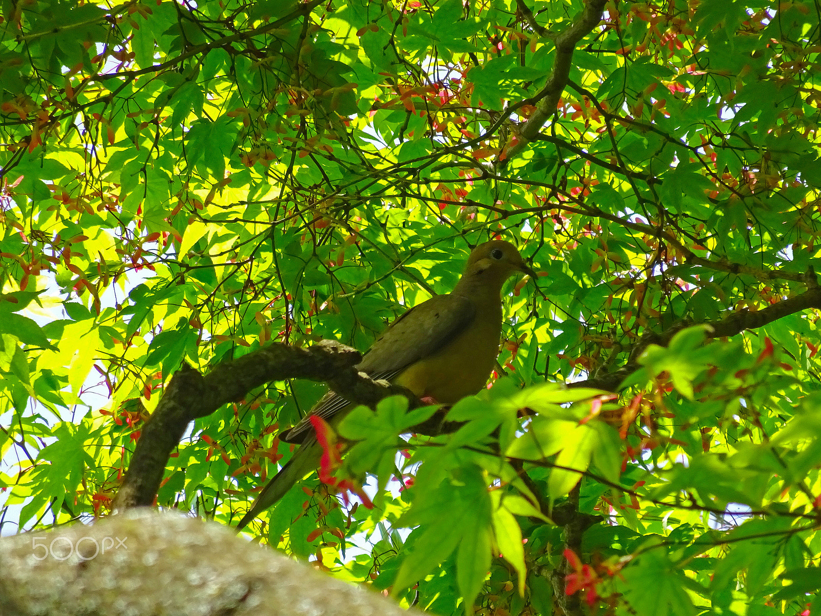 Sony Cyber-shot DSC-WX350 + Sony 25-500mm F3.5-6.5 sample photo. Cemetery bird photography