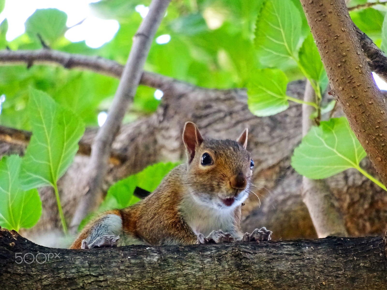 Sony 25-500mm F3.5-6.5 sample photo. Hey squirrel photography