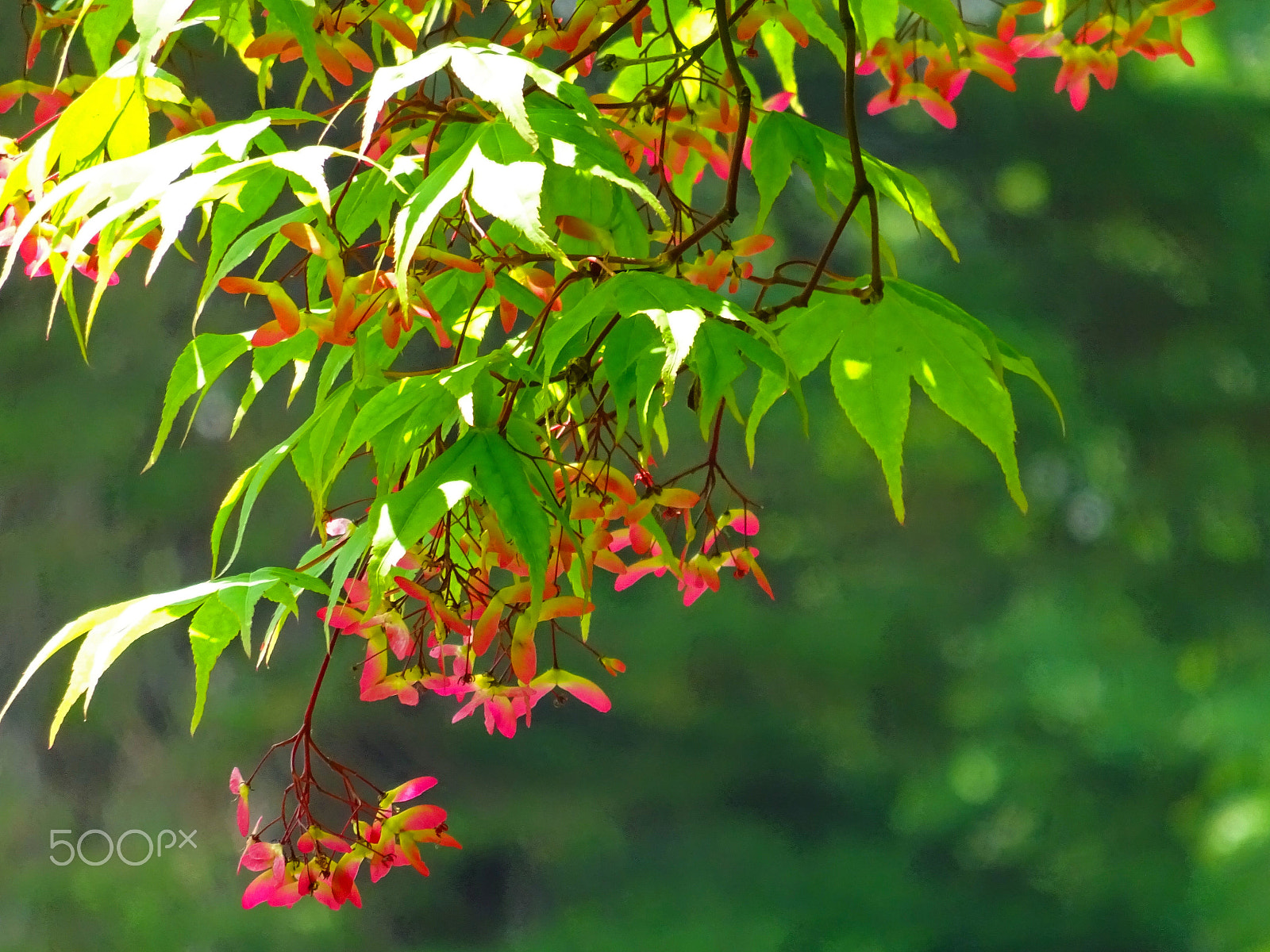 Sony 25-500mm F3.5-6.5 sample photo. Brooklyn trees photography