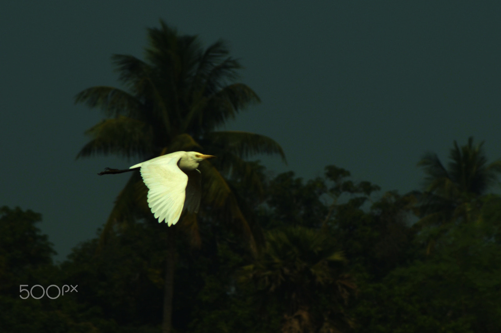 AF Zoom-Nikkor 35-105mm f/3.5-4.5 + 2x sample photo. Intermediate egret of the west photography