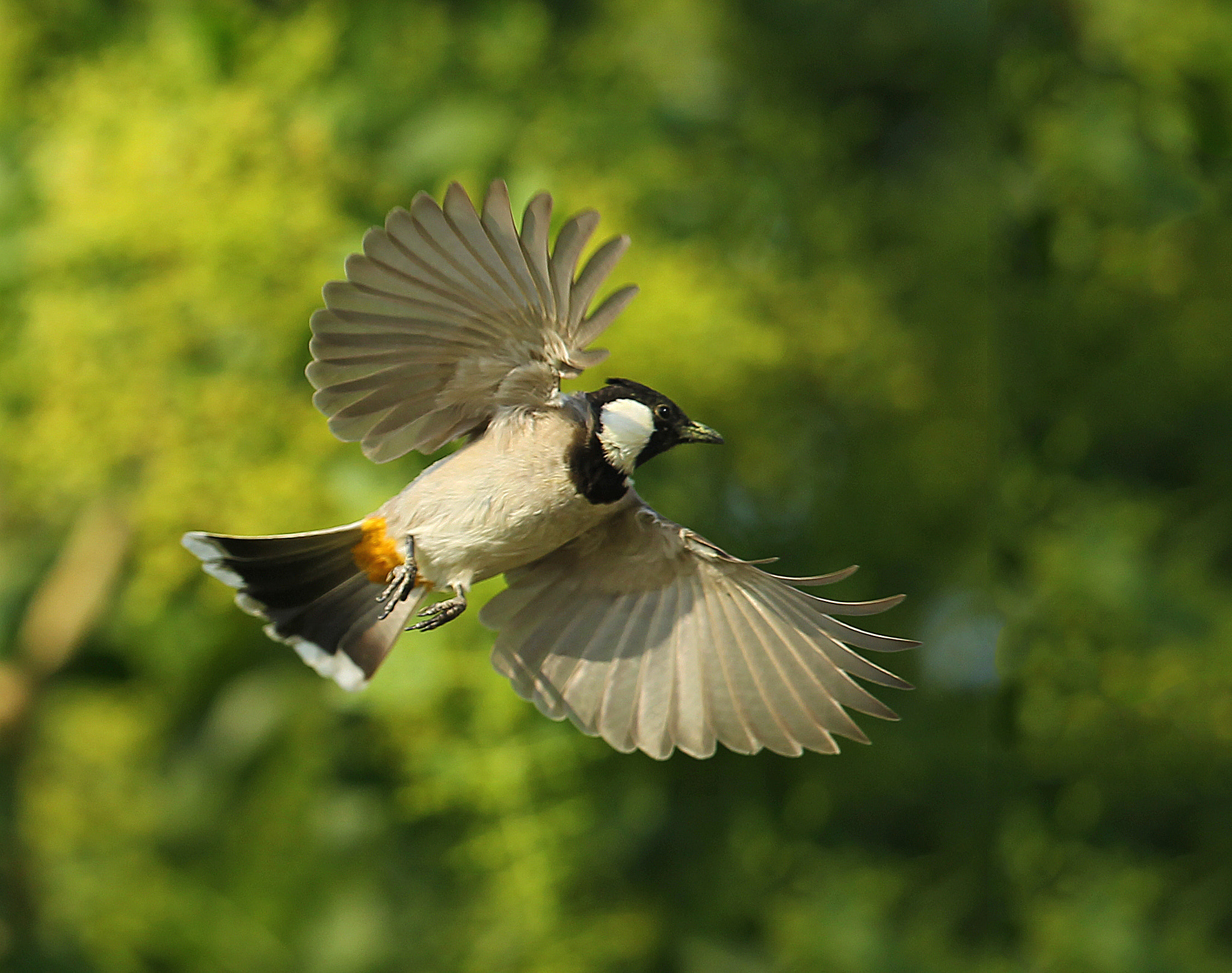 Canon EF 300mm F2.8L IS II USM sample photo. White eared bulbul photography