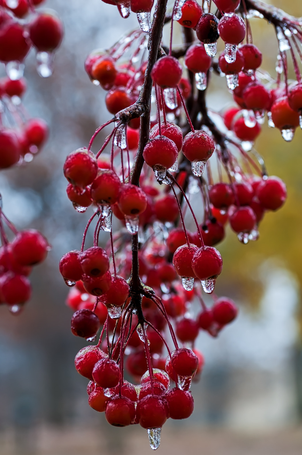 Nikon D300S + Sigma 70mm F2.8 EX DG Macro sample photo. Frozen crabapples photography