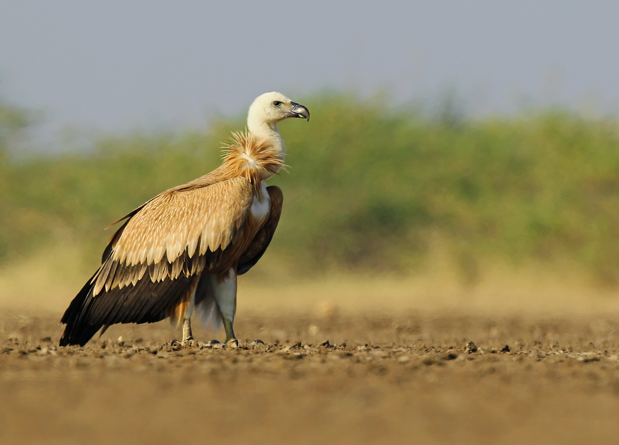 Canon EF 300mm F2.8L IS II USM sample photo. Griffon vulture photography