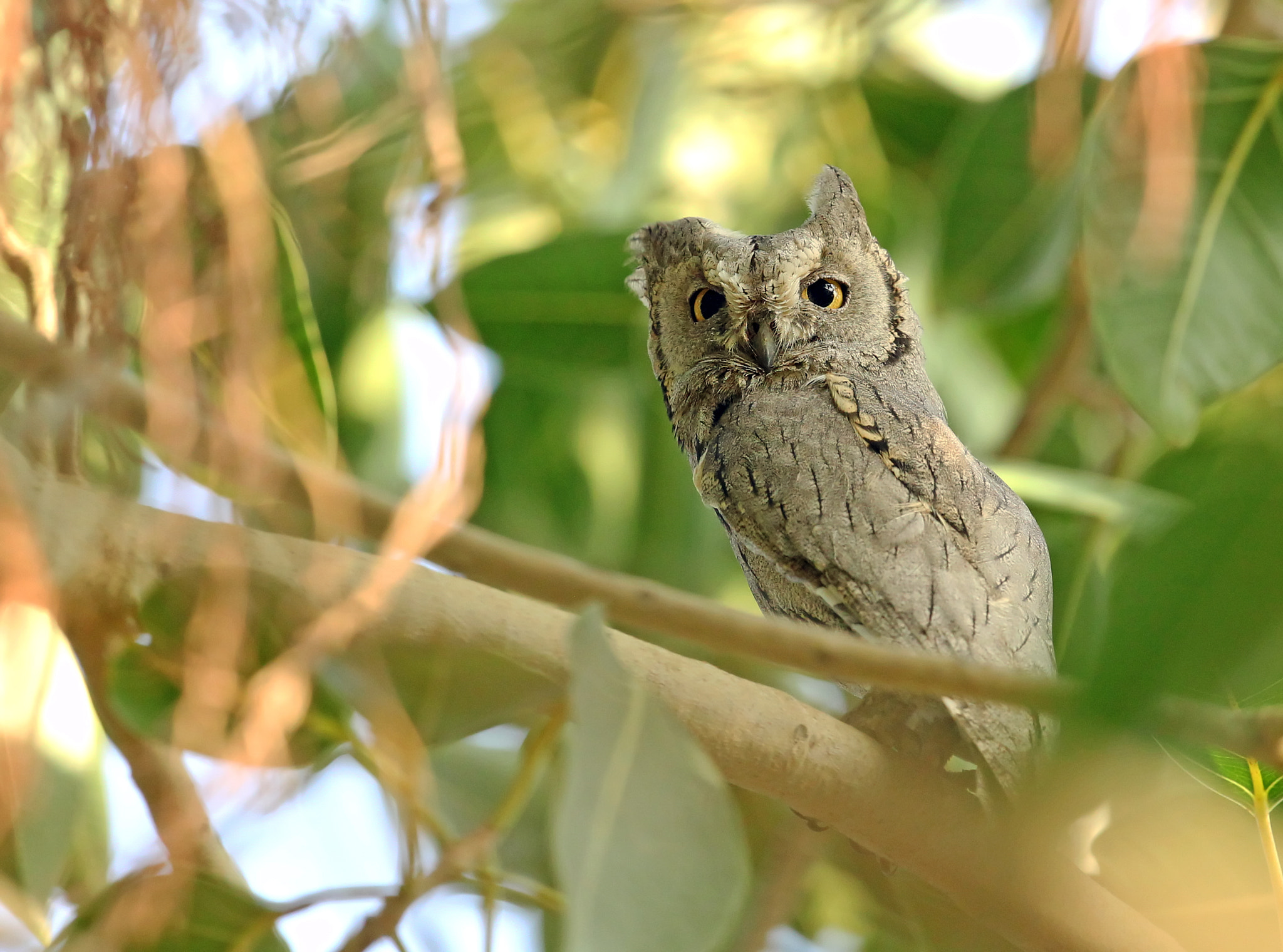 Canon EF 300mm F2.8L IS II USM sample photo. Scops owl photography