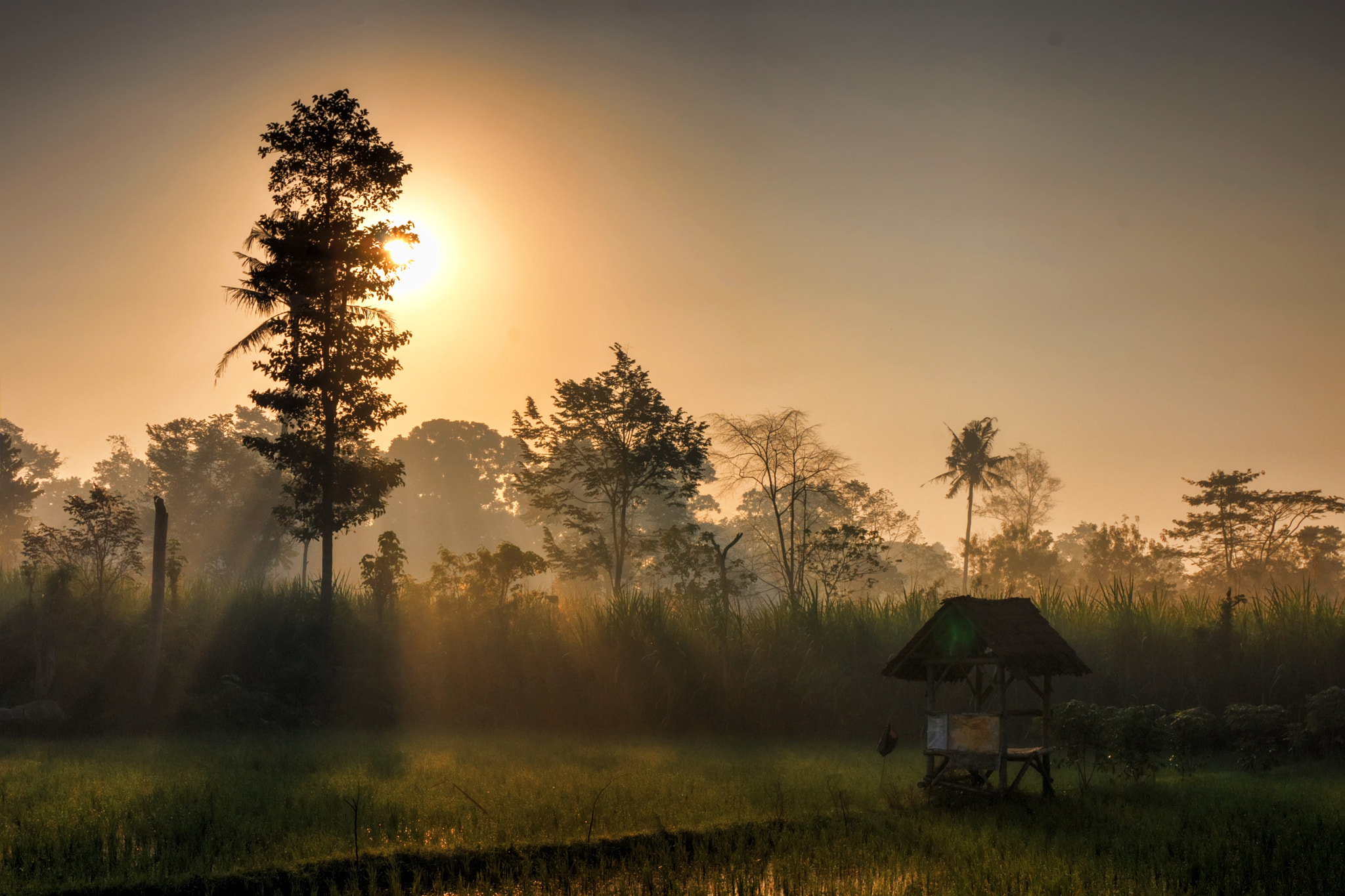 Sony Alpha DSLR-A560 sample photo. Kunir pagi hari photography