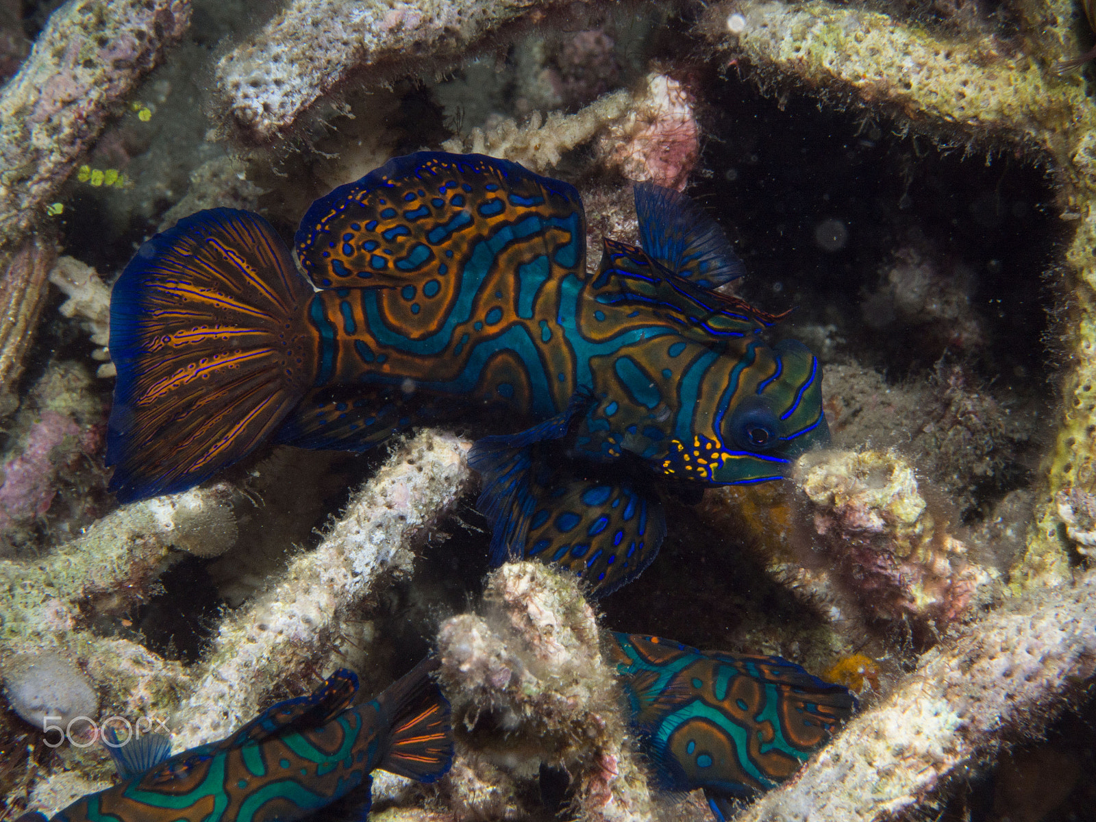Panasonic Leica DG Macro-Elmarit 45mm F2.8 ASPH OIS sample photo. Mandarinfish trying to impress females photography