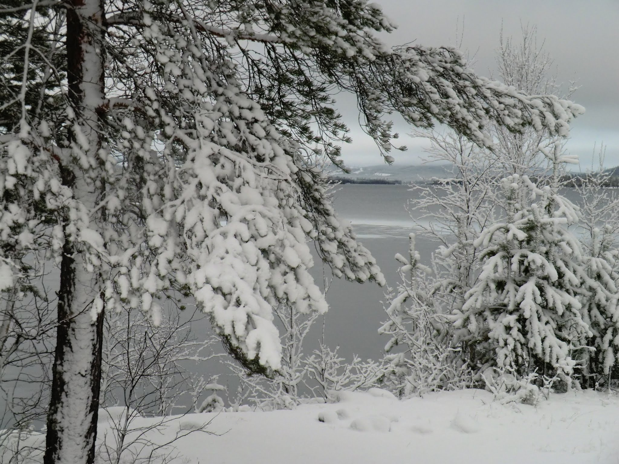 CASIO EX-H5 sample photo. Winter in lappland sweden photography