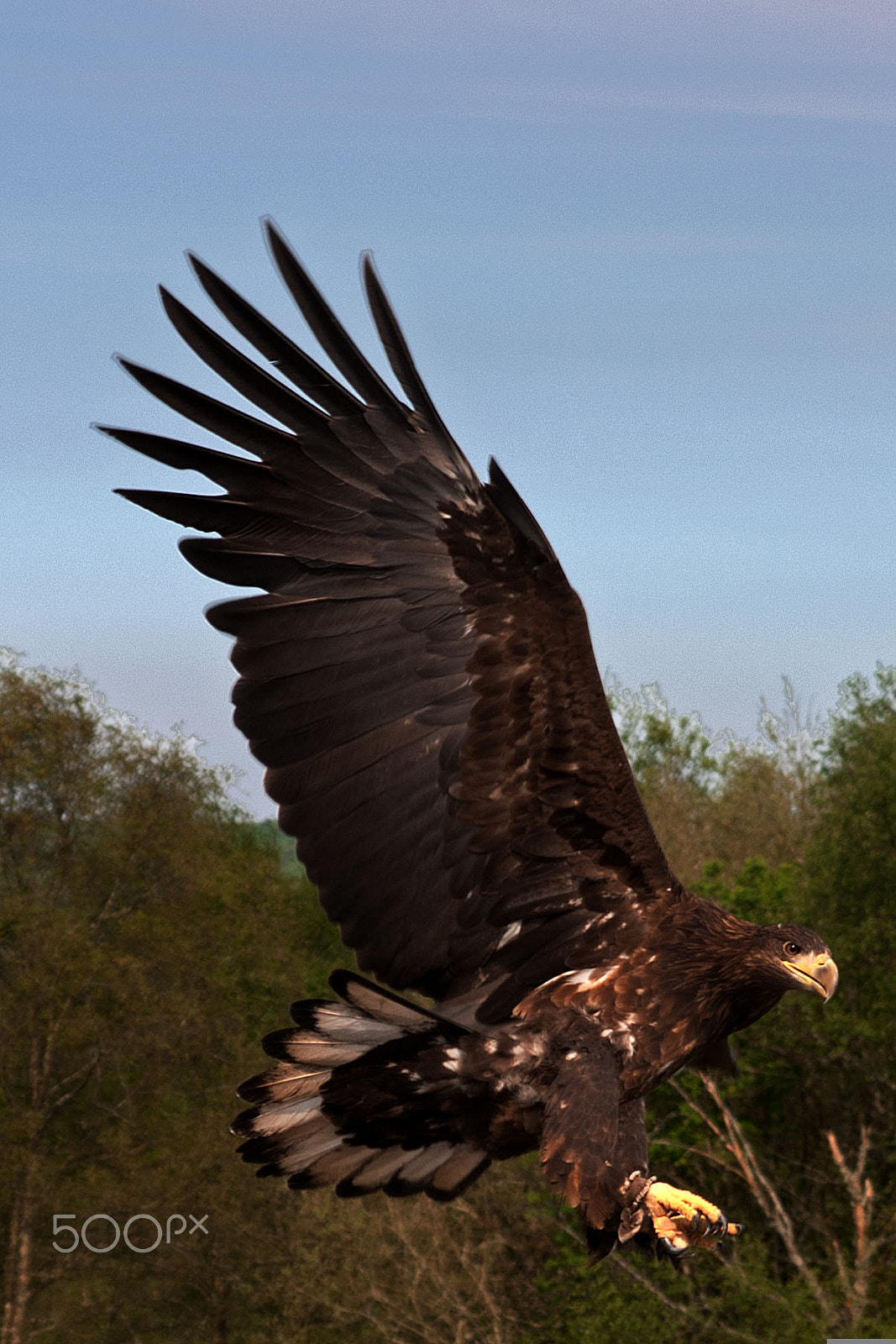 Sigma 17-70mm F2.8-4 DC Macro HSM sample photo. Spread your wings photography