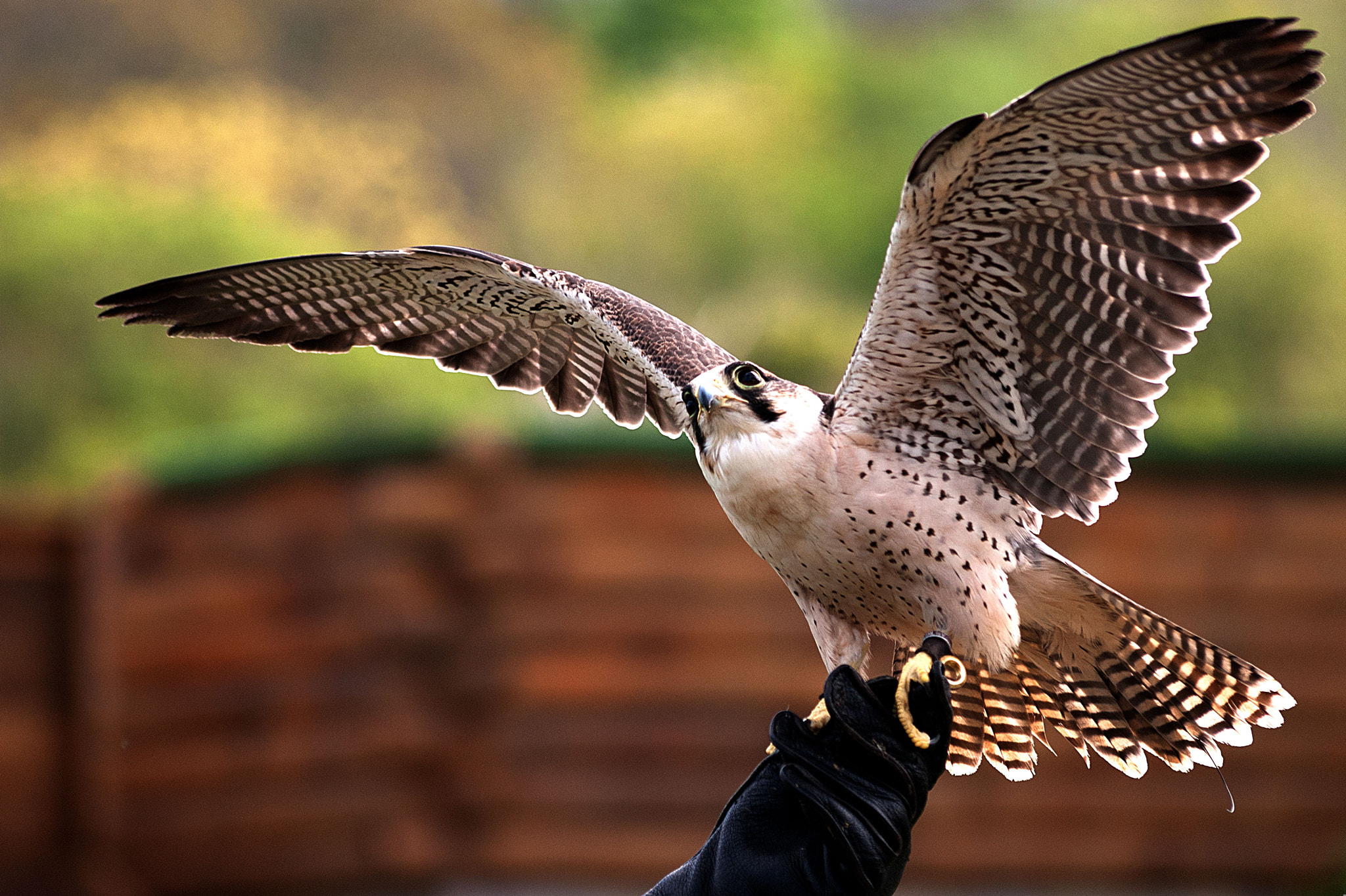 Sony Alpha DSLR-A350 + Sigma 70-300mm F4-5.6 DL Macro sample photo. Tie to fly photography