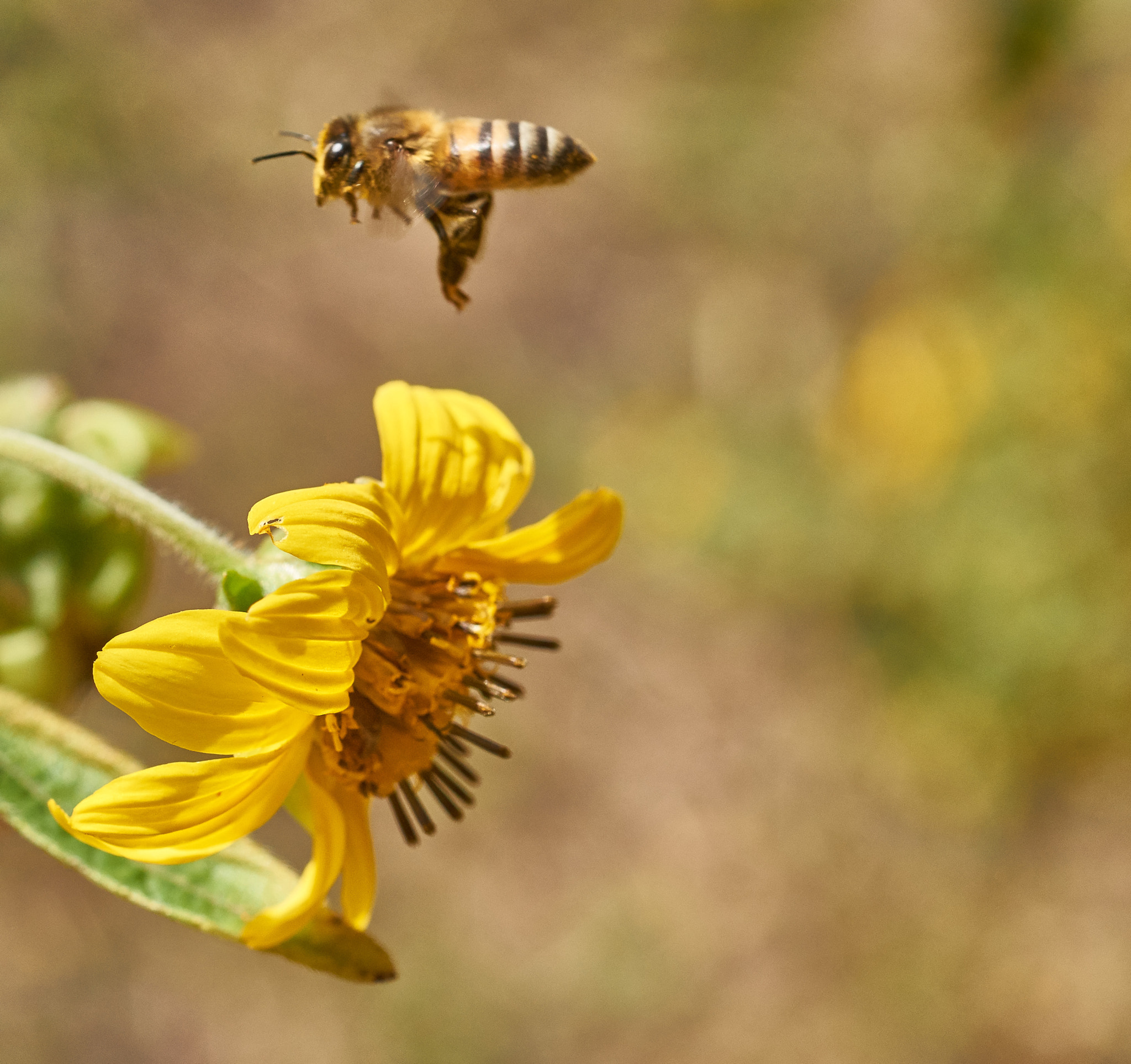 Sony SLT-A58 + MACRO 50mm F2.8 sample photo. Hovering  photography