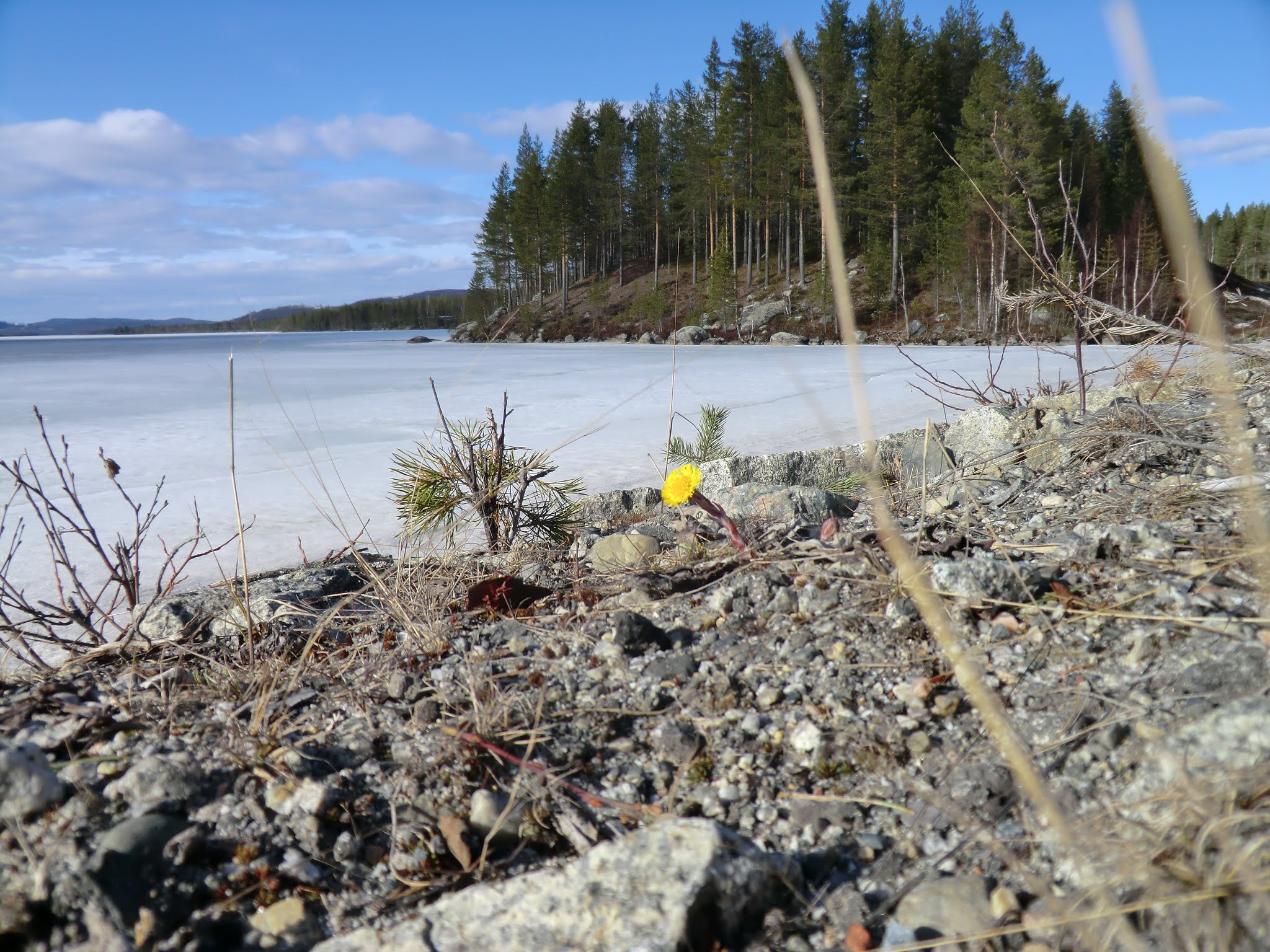 CASIO EX-H5 sample photo. One springflower in lappland photography