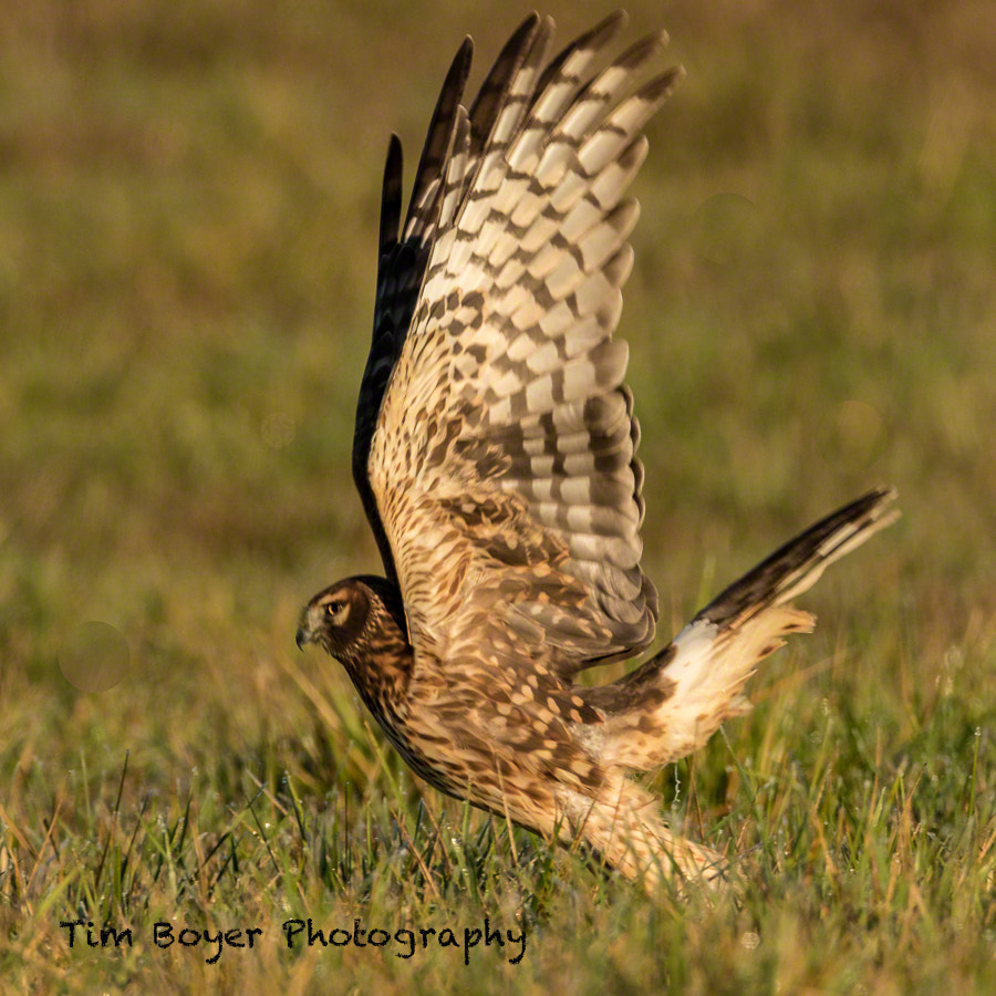 Canon EF 600mm f/4L IS sample photo. Northern harrier taking flight photography