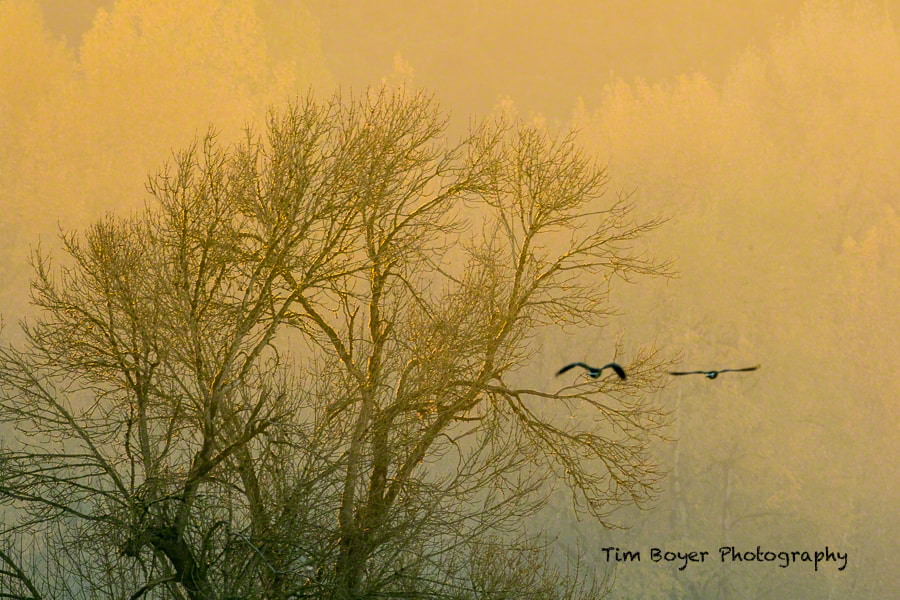 Canon EF 600mm f/4L IS sample photo. Foggy flyout photography