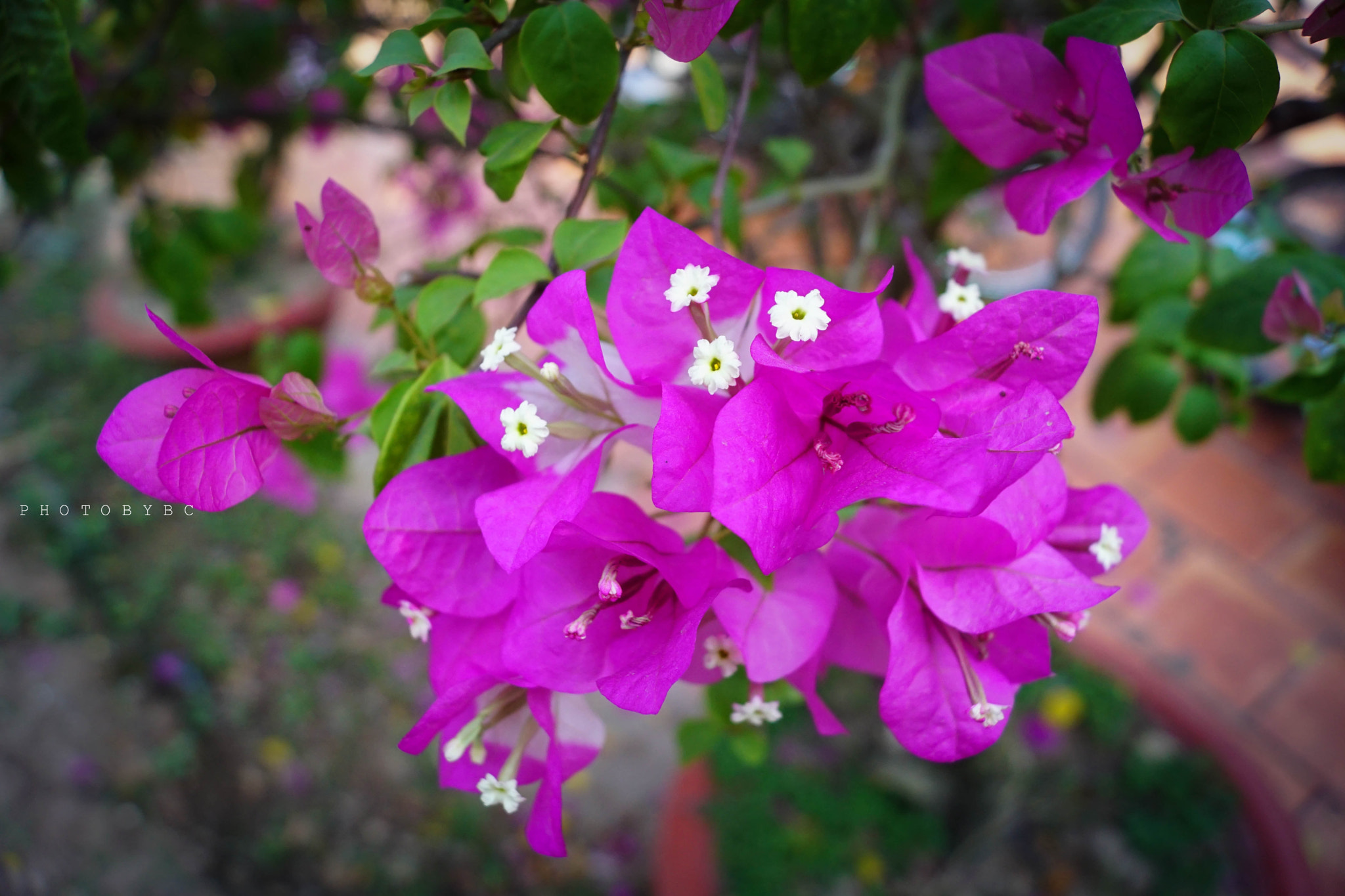 Sony ILCA-77M2 + Sony DT 18-55mm F3.5-5.6 SAM sample photo. 22758944412.jpg photography