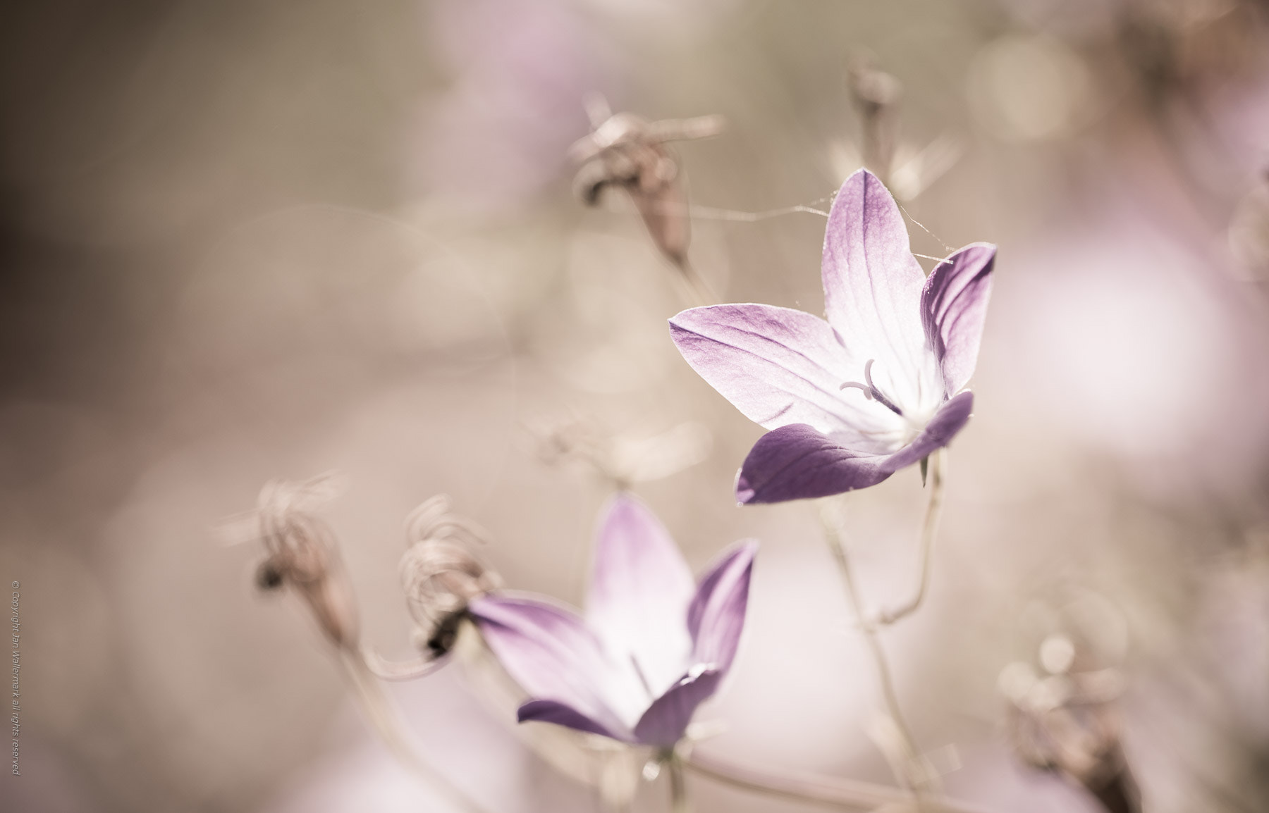 Sigma APO Macro 180mm F3.5 EX DG HSM sample photo. Summer will rapidly evanesce in your memory photography
