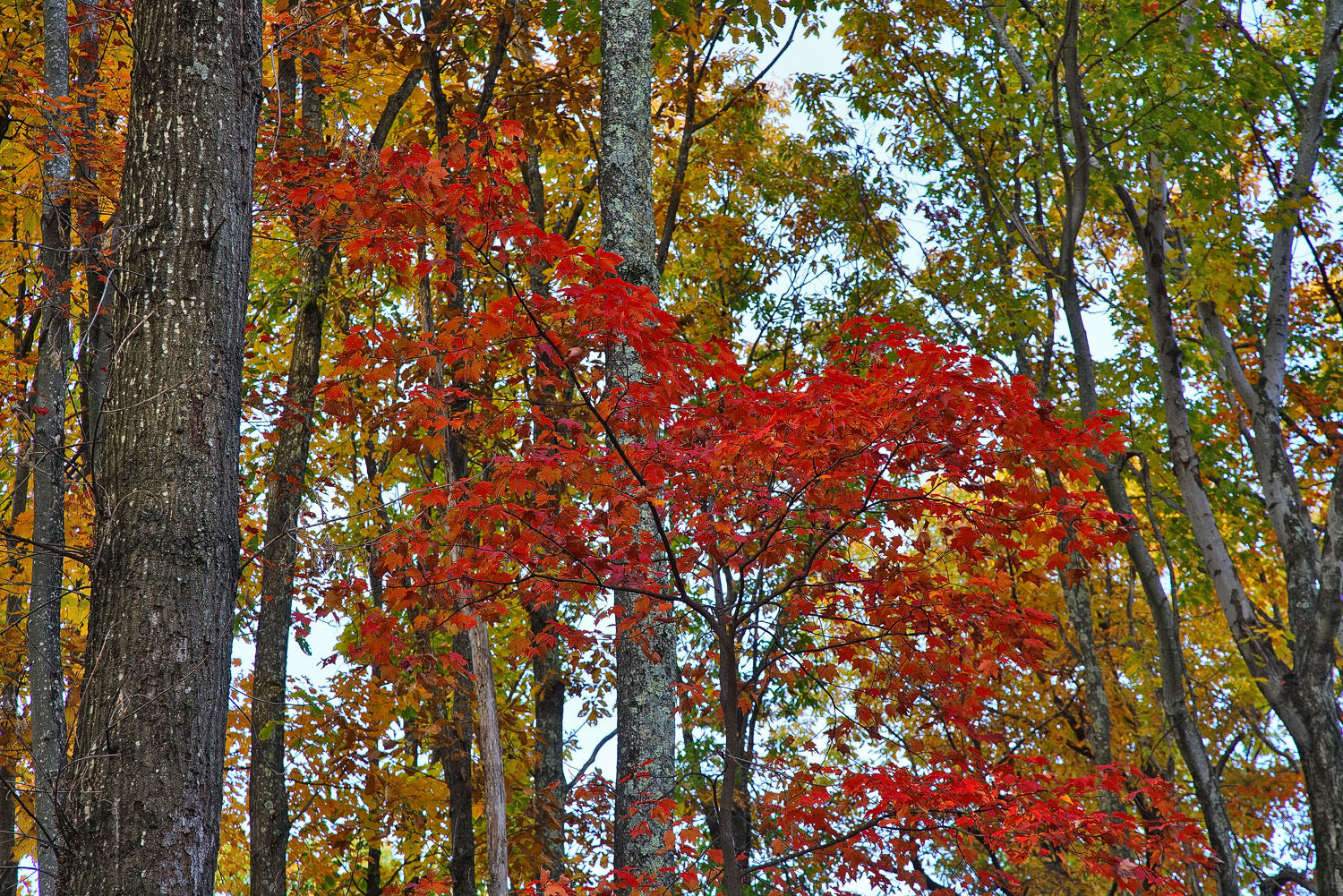 24-105mm F4 G SSM OSS sample photo. Showing its true colors. photography