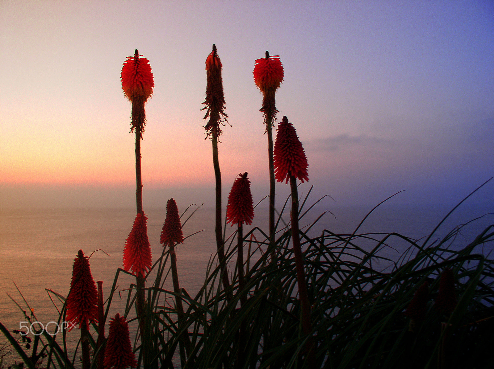 Olympus C4100Z,C4000Z sample photo. Golden rod flowers in the sunset photography