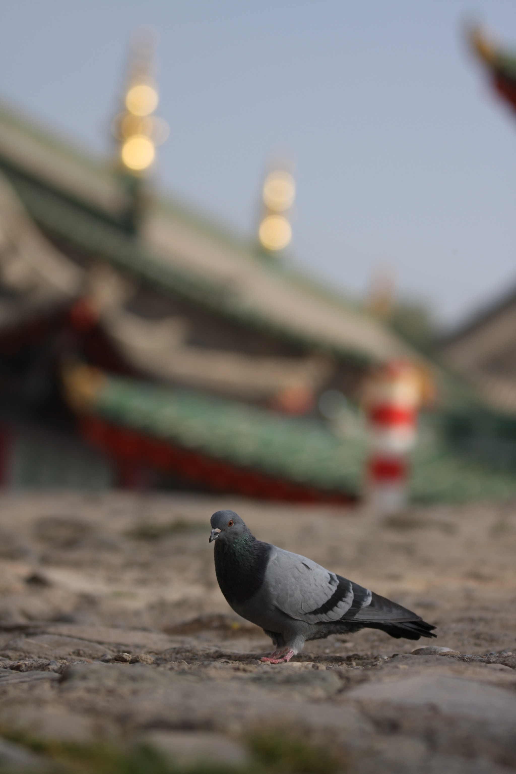 Canon EF 70-200mm F2.8L IS II USM sample photo
