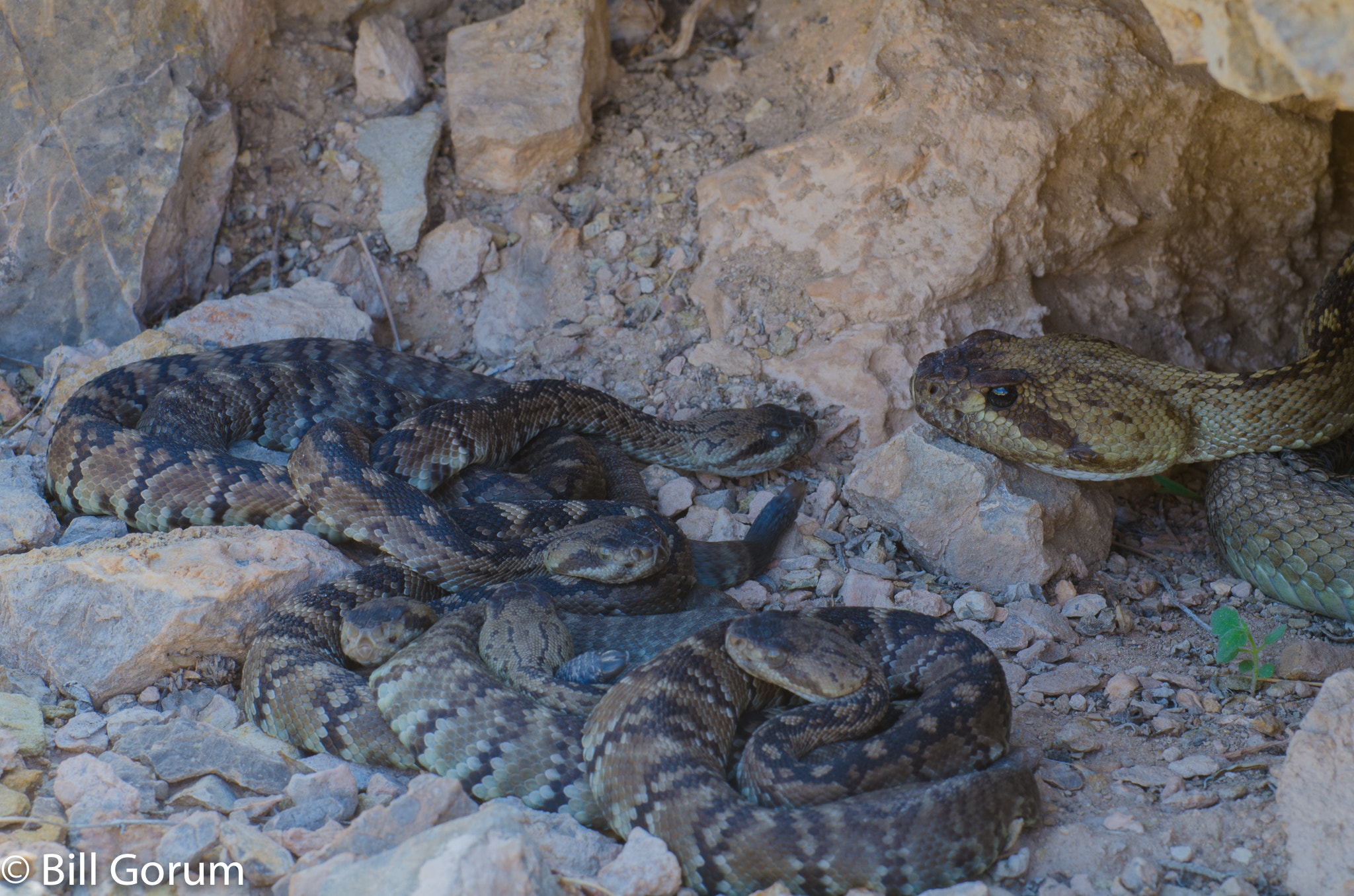Nikon D7000 + AF Zoom-Micro Nikkor 70-180mm f/4.5-5.6D ED sample photo. Black-tailed rattlesnakes, female and neonates. photography