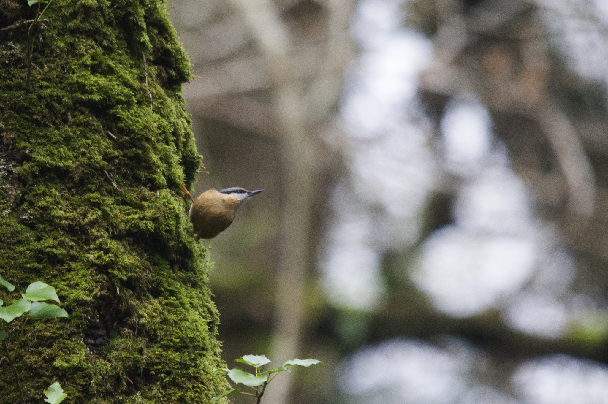 Pentax K-x + Sigma 150-500mm F5-6.3 DG OS HSM sample photo. Nuthatch photography