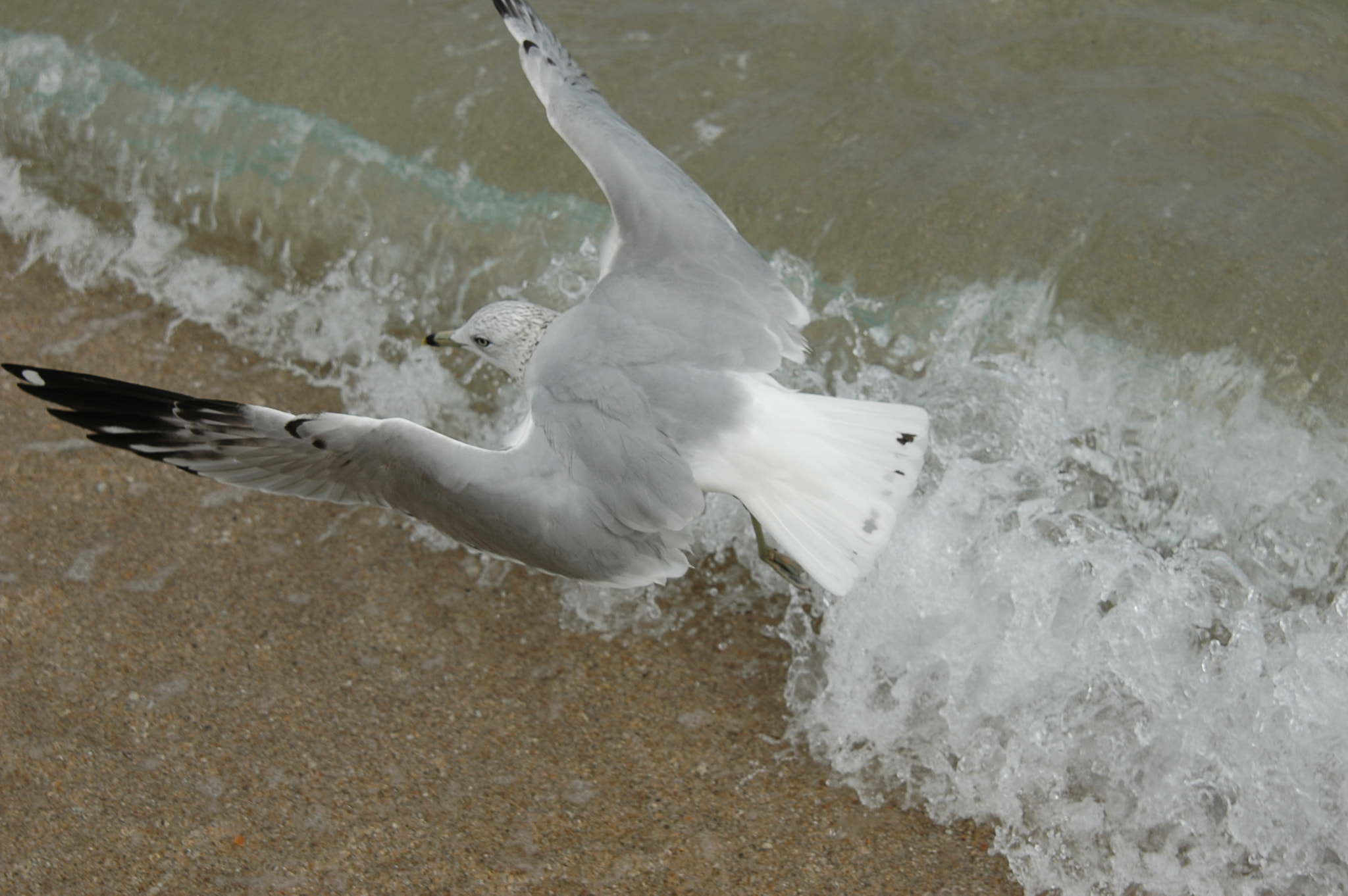 Nikon AF Nikkor 24-85mm F2.8-4D IF sample photo. Coming in for a landing photography