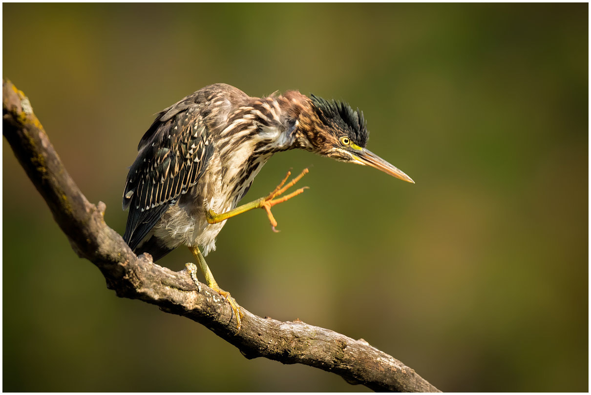 Canon EF 600mm F4L IS II USM sample photo. Green heron photography