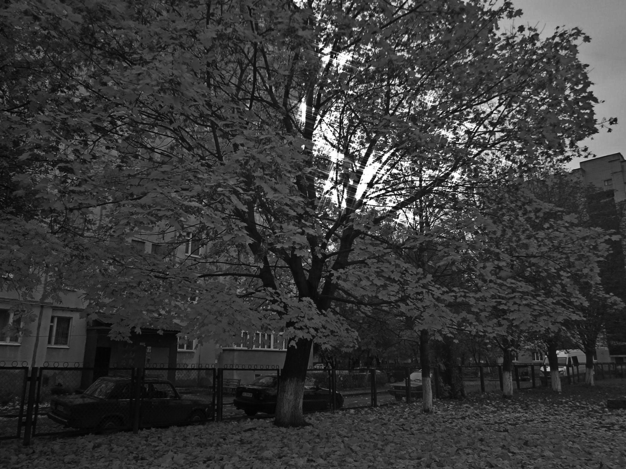 Olympus VG130,D710 sample photo. Autumn in town photography