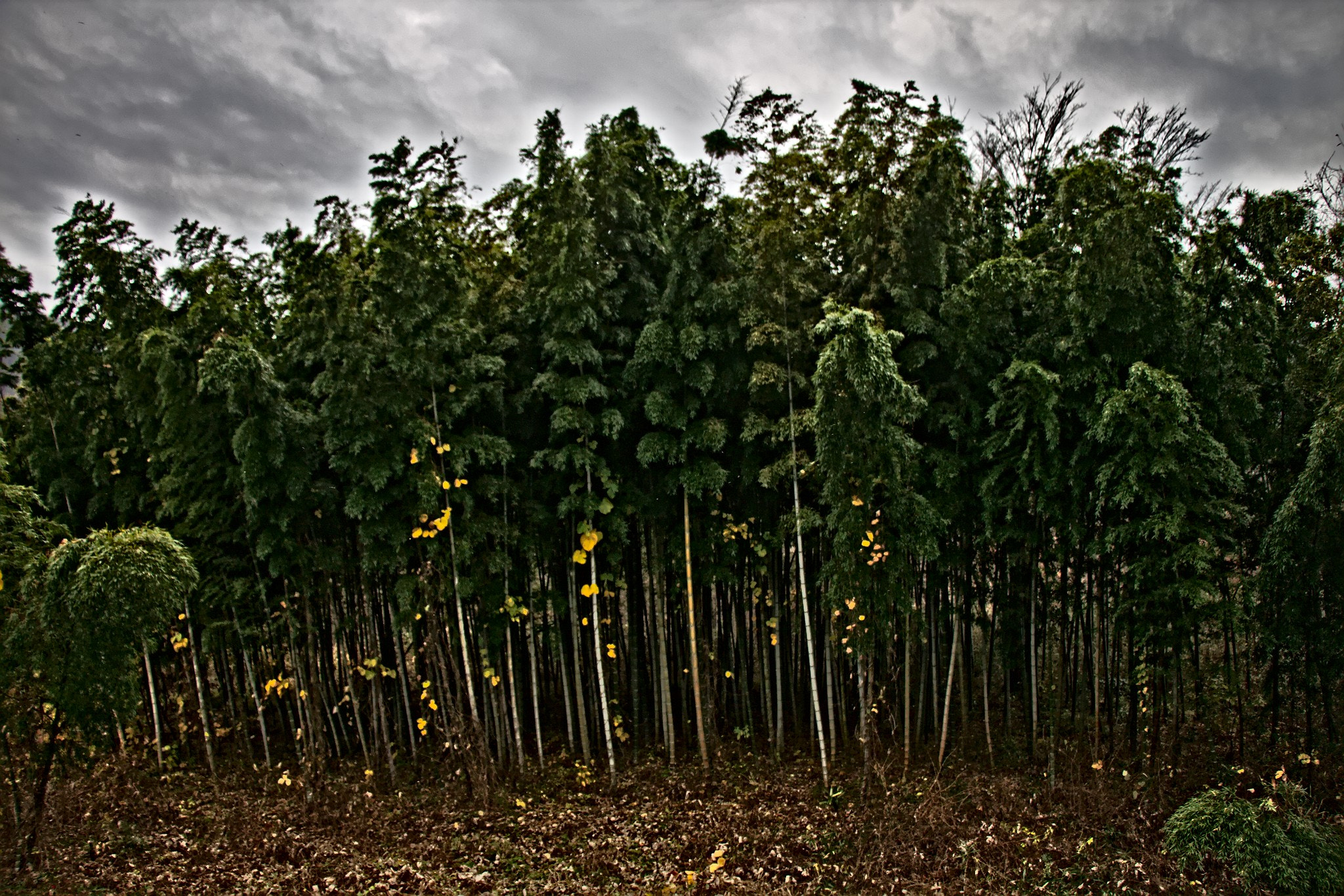 Canon EOS 650D (EOS Rebel T4i / EOS Kiss X6i) sample photo. Bamboo forest photography