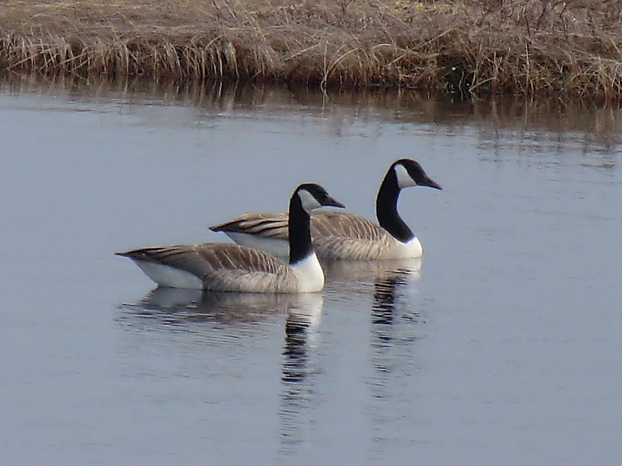 CASIO EX-H5 sample photo. Lappland sweden photography