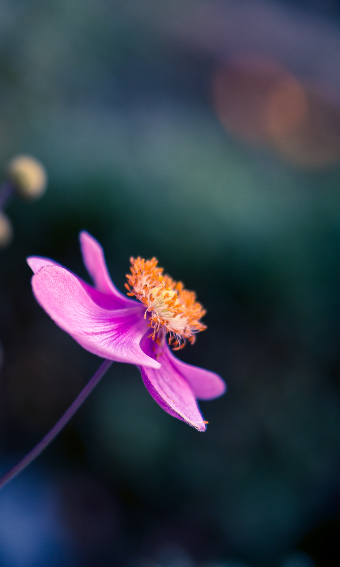 Samsung NX 60mm F2.8 Macro ED OIS SSA sample photo. Herbstblüte photography