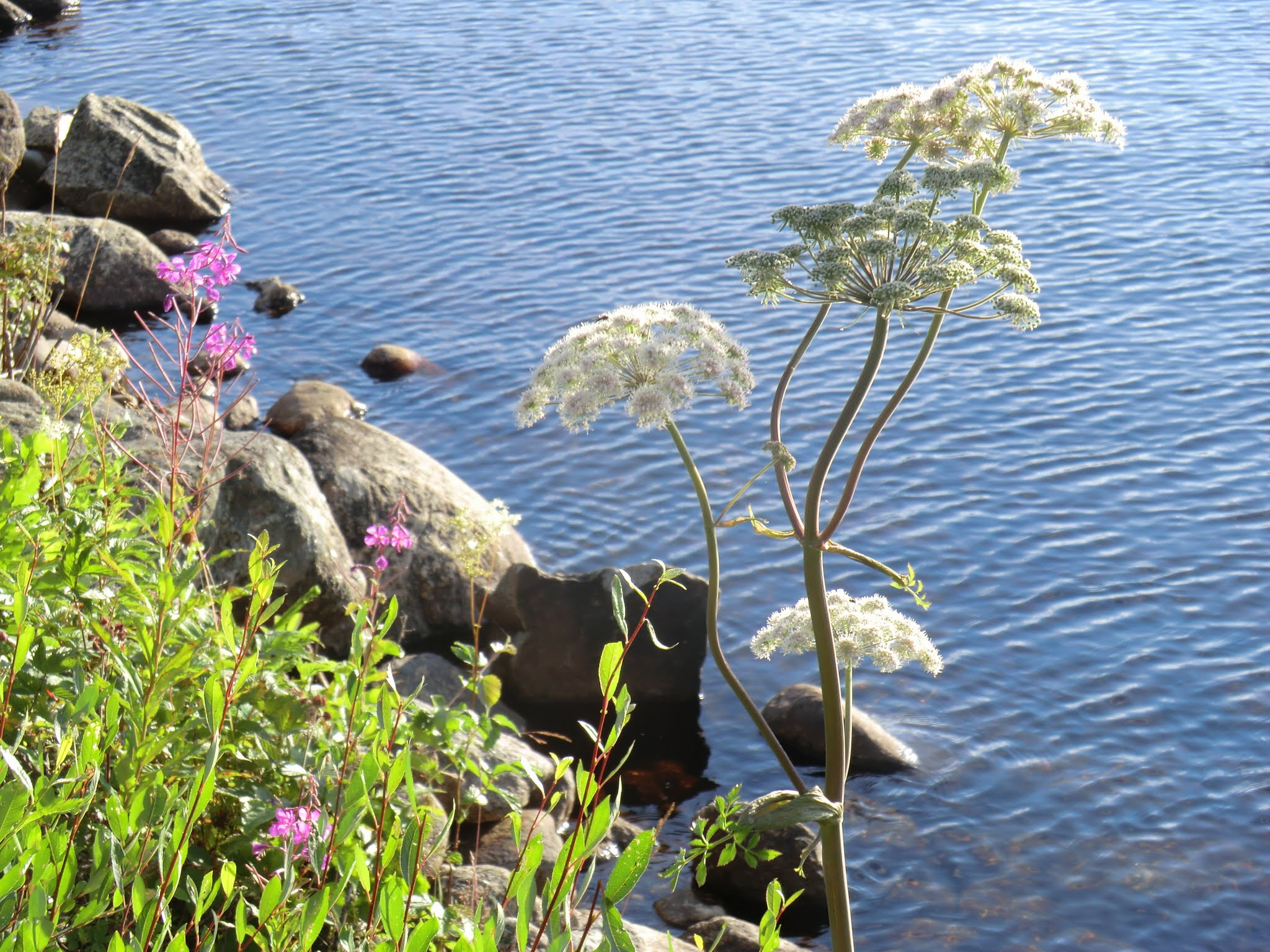 CASIO EX-H5 sample photo. Lappland sweden photography