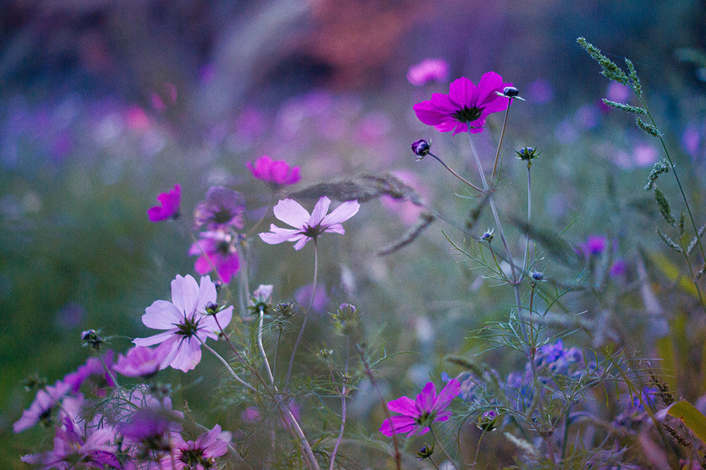 Sony Alpha DSLR-A450 + Sony DT 50mm F1.8 SAM sample photo. Flowers photography