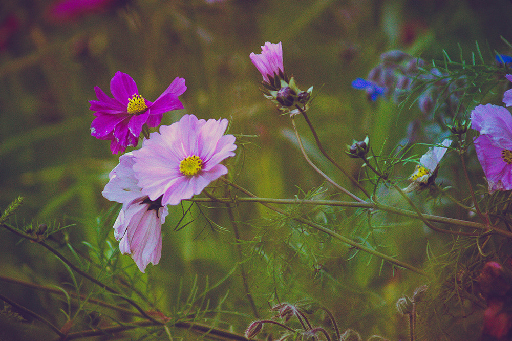 Sony Alpha DSLR-A450 sample photo. Flowers photography