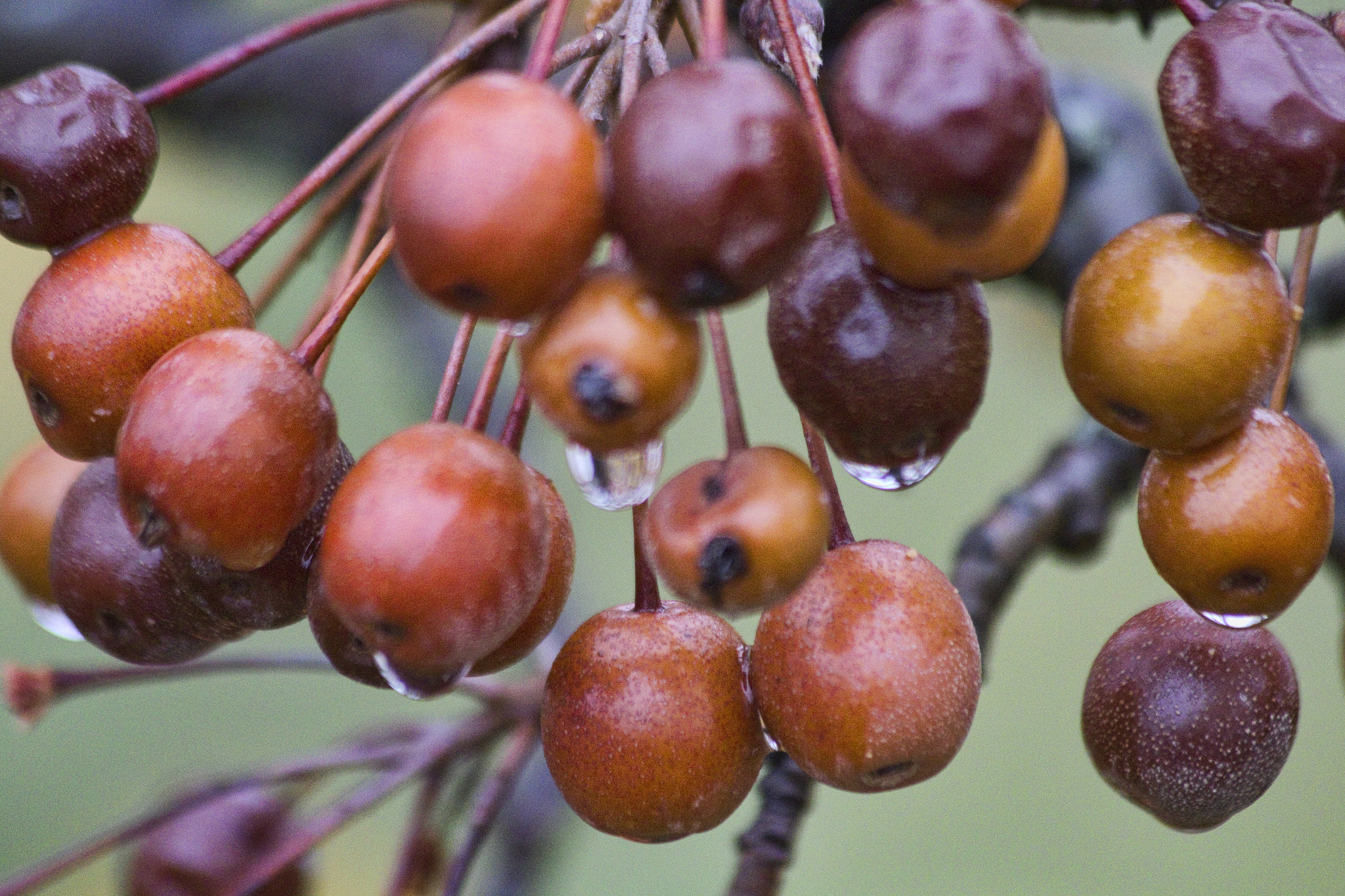 Canon EF 70-300mm F4-5.6 IS USM sample photo. Ornamental pear up close photography